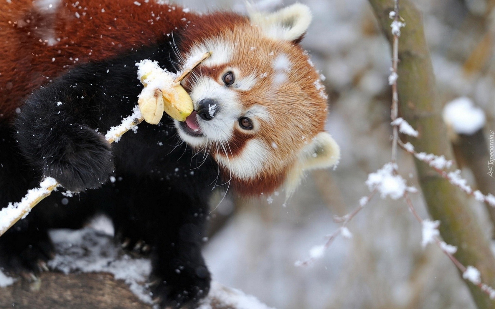 Czerwona, Panda, Jabłka, Śnieg, Pandka ruda