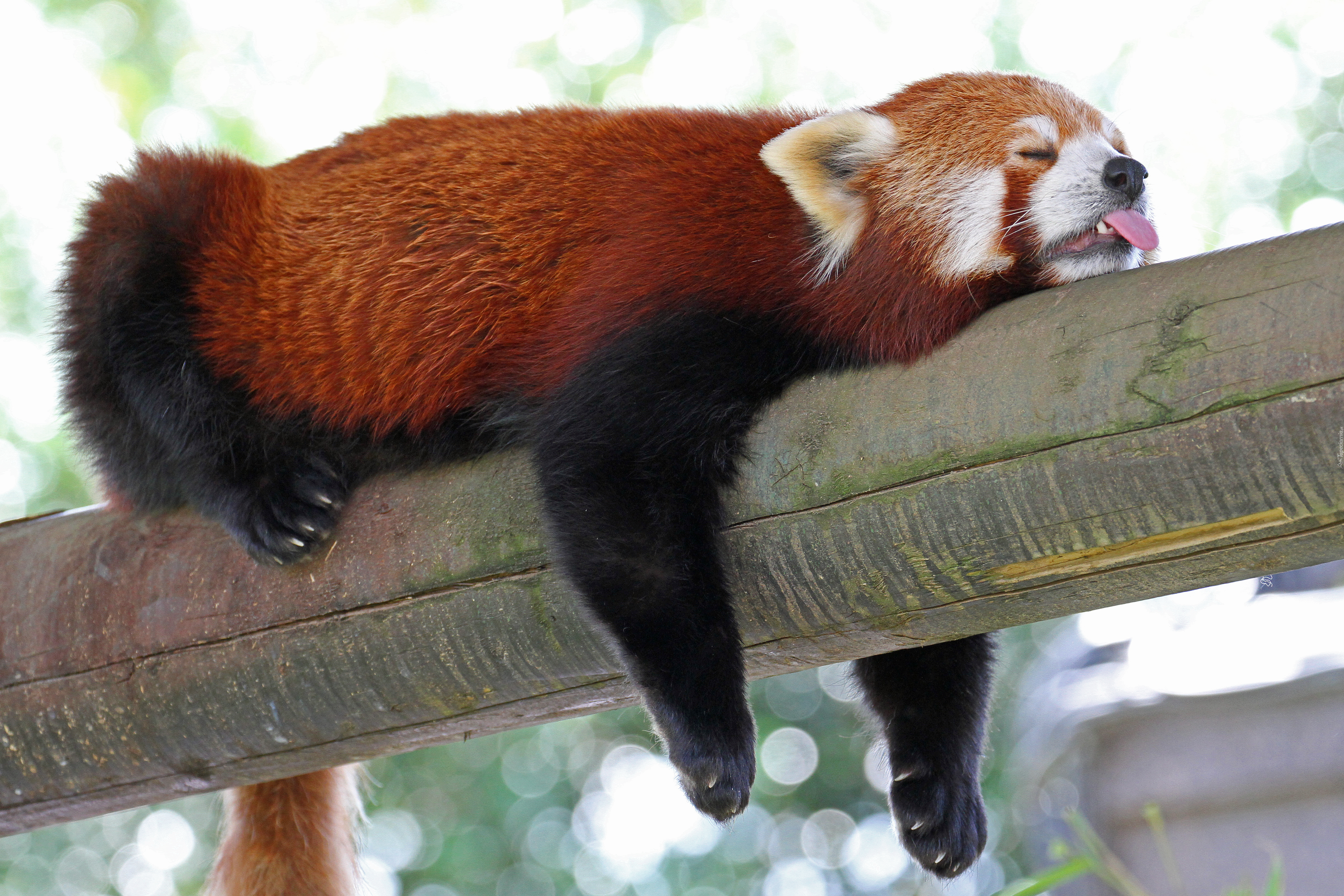 Czerwona, Panda, Język, Konar, Pandka ruda