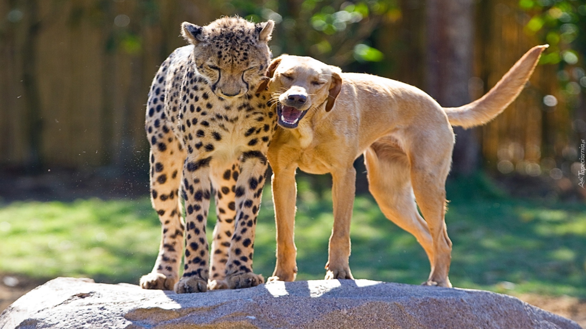 Pies, Gepard