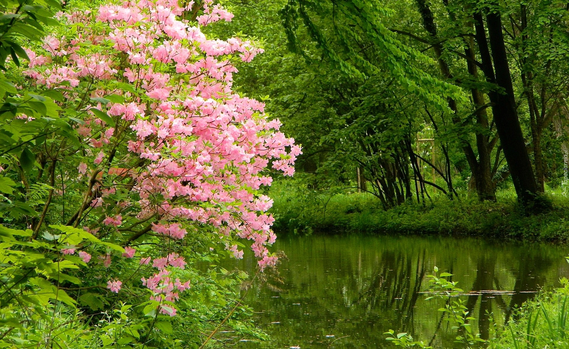 Park, Jeziorko, Kwitnący, Krzew