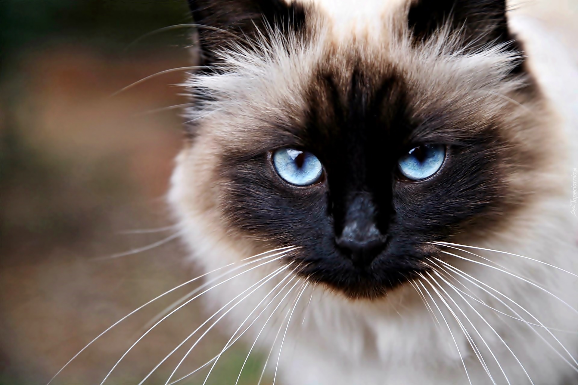 Kot syjamski, Niebieskie, Oczy, Zbliżenie