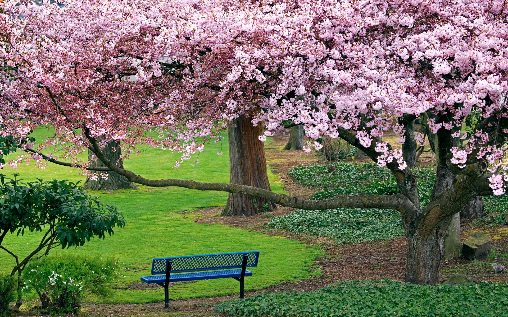 Park, Ławeczka, Kwitnące, Drzewa