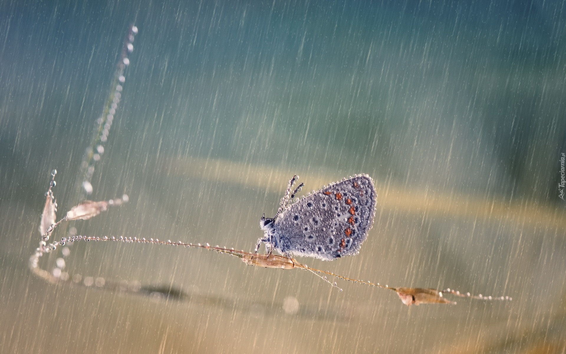 Modraszek, Motyl, Deszcz, Trawa, Źdźbło