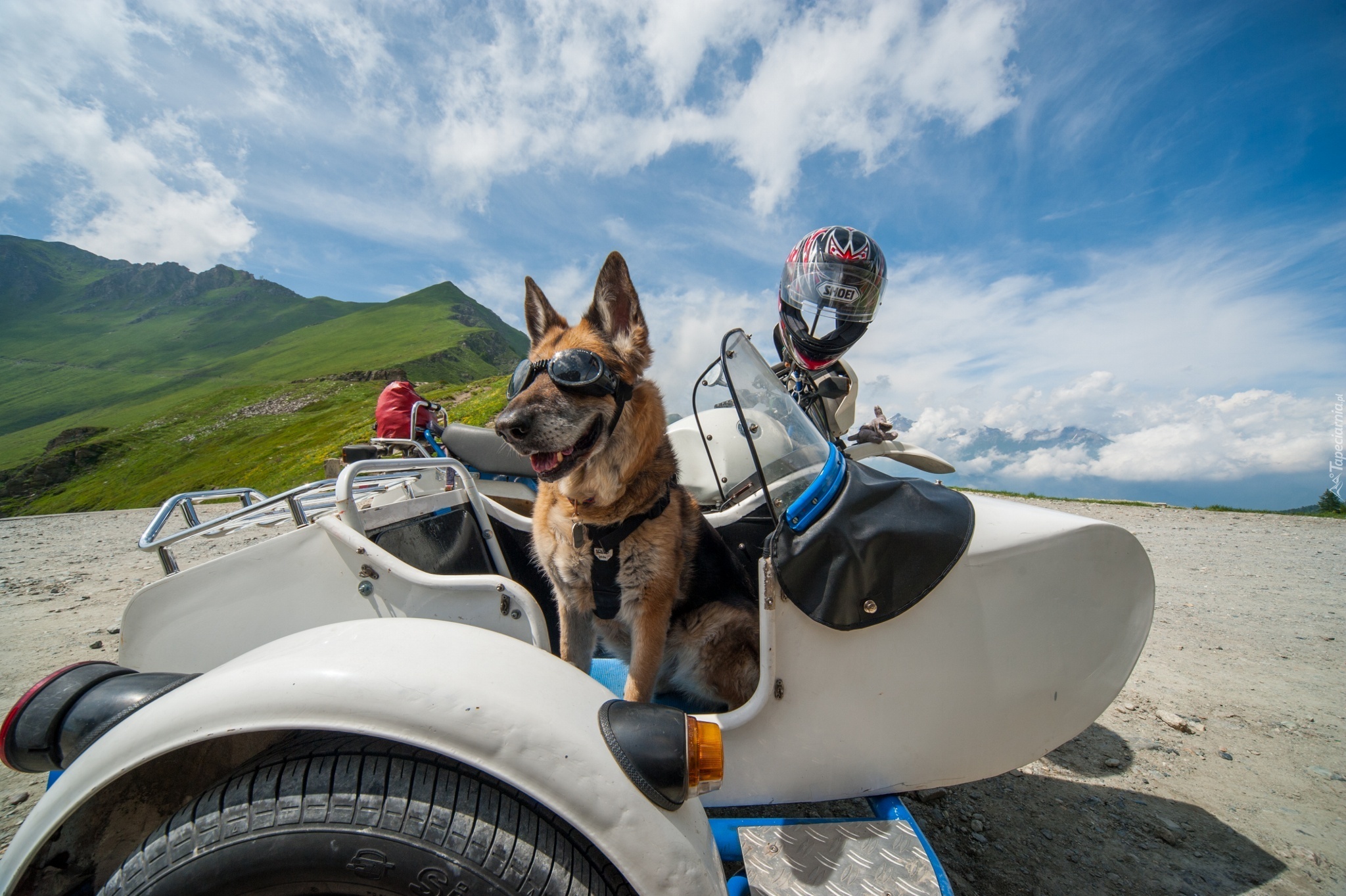 Owczarek Niemiecki, Motocykl, Kask, Okulary, Śmieszne