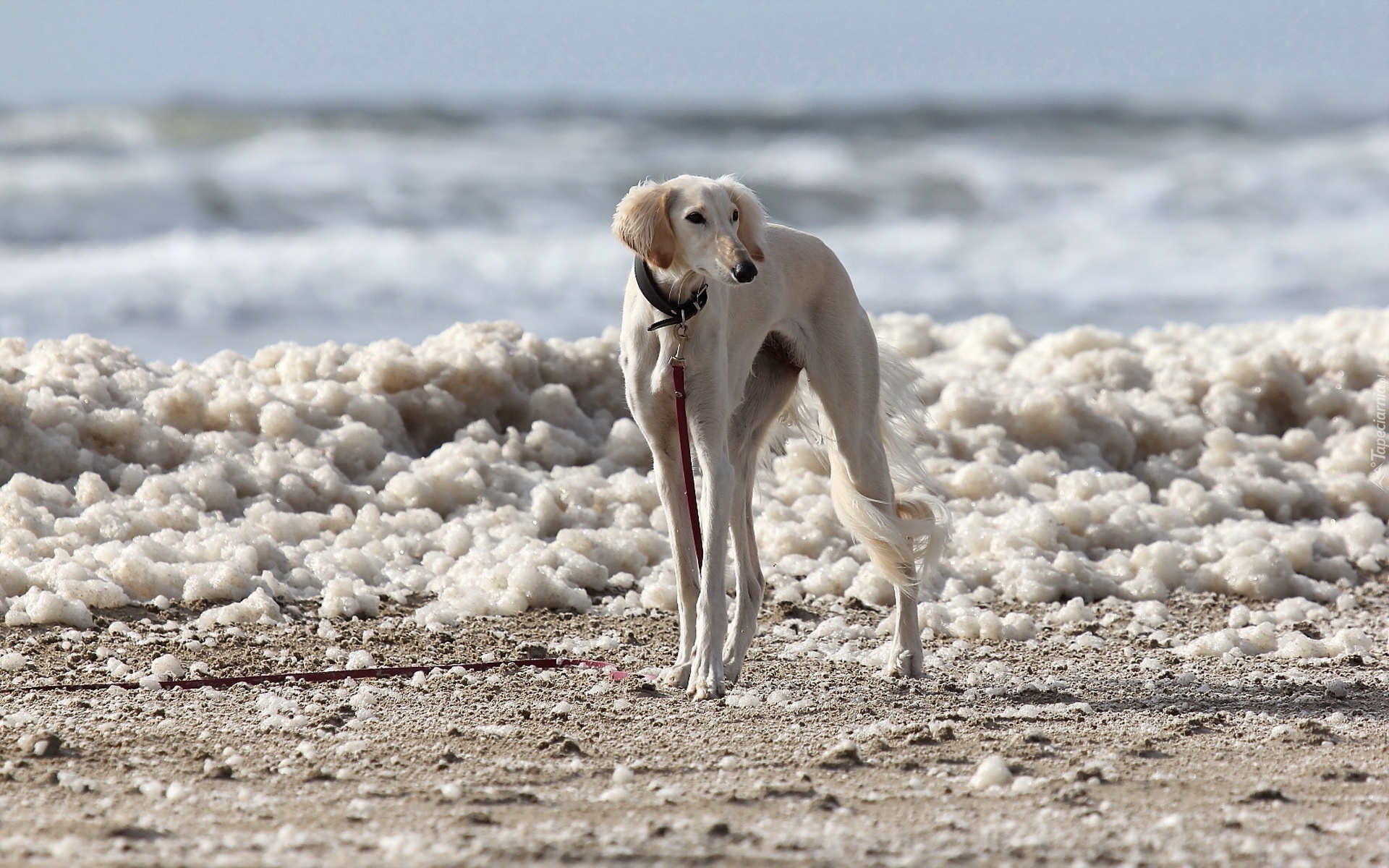 Chart perski, Saluki