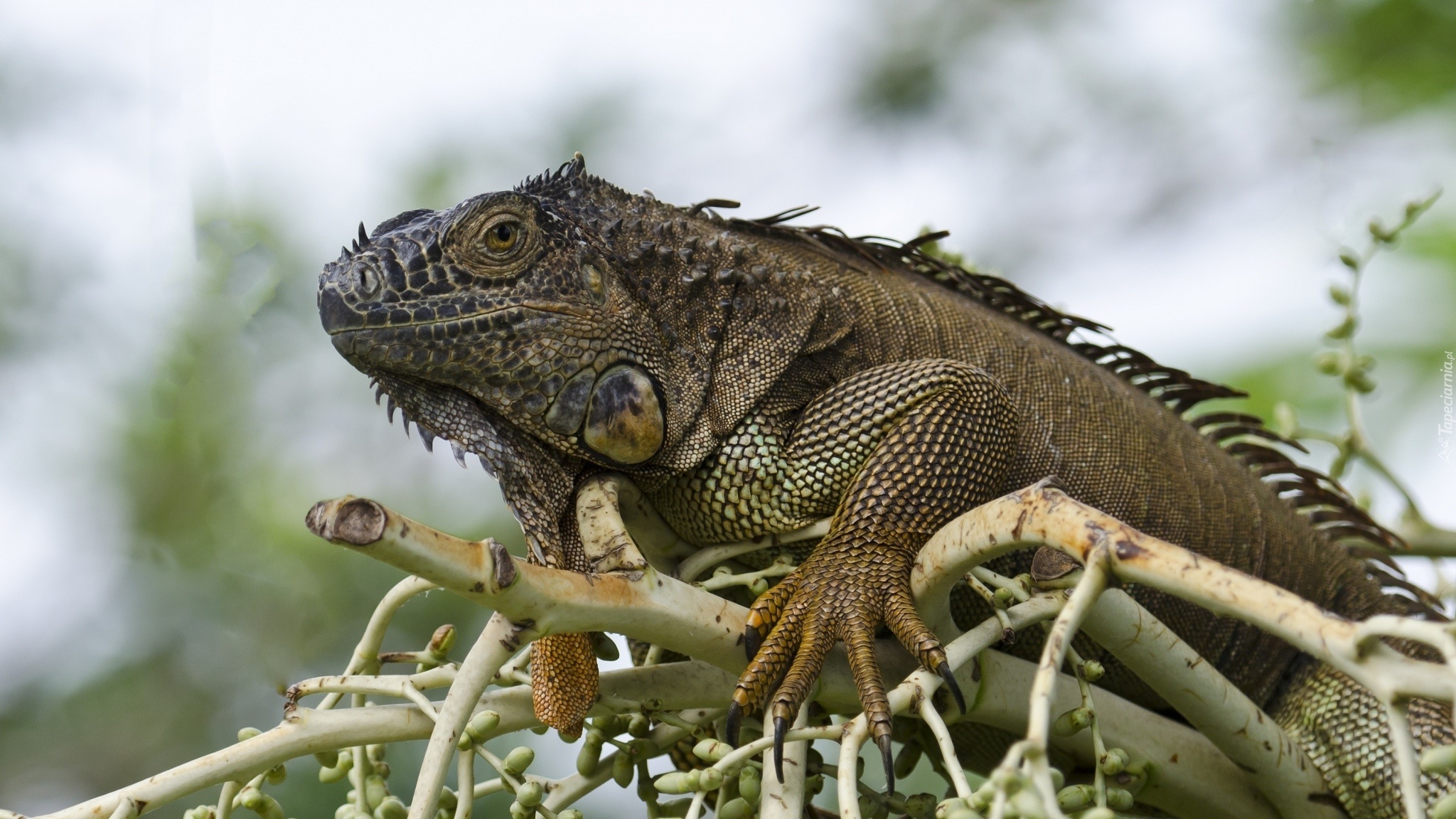 Gad, Iguana, Gałąź