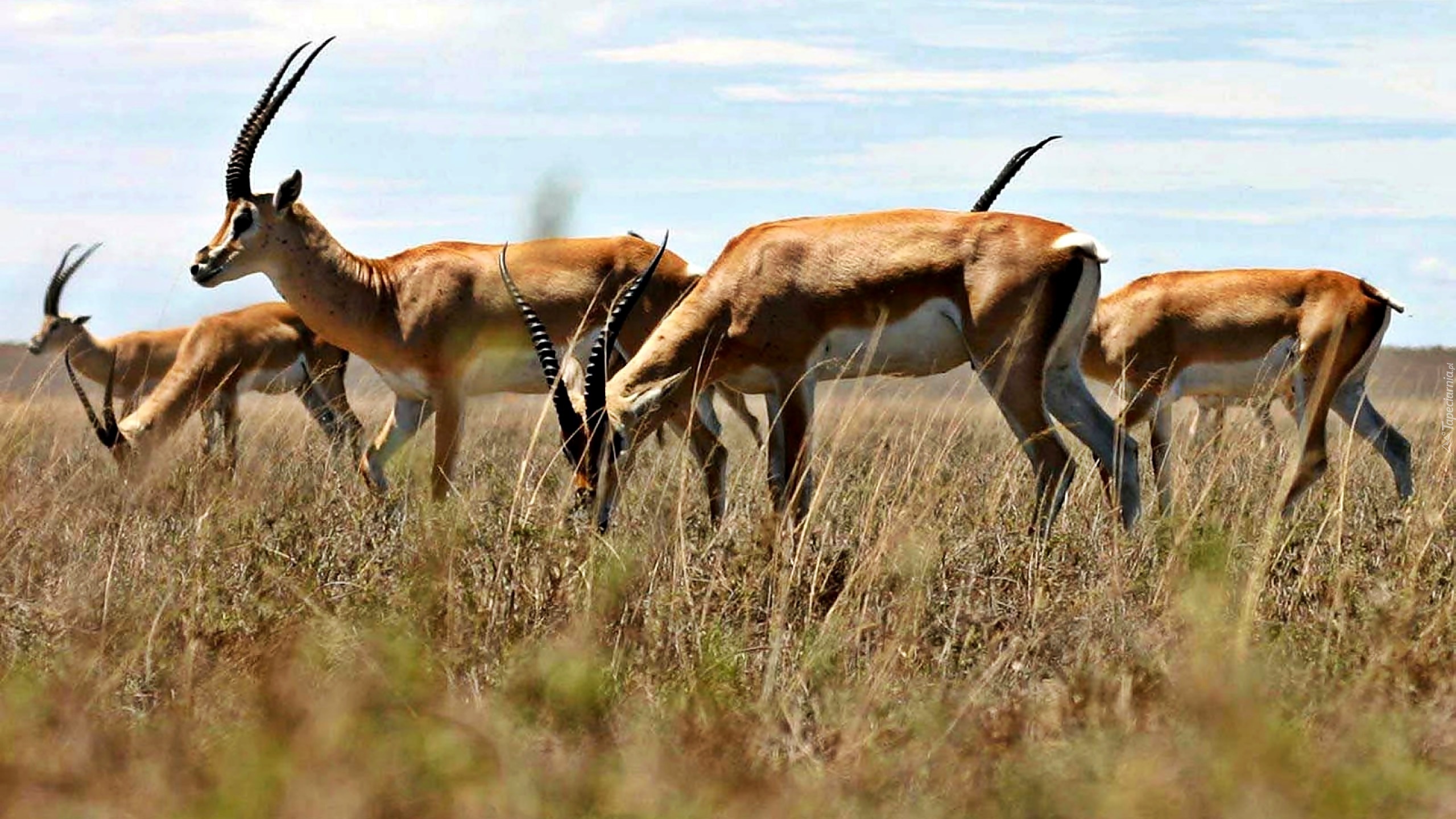 Antylopy, Springbok, Sawanna