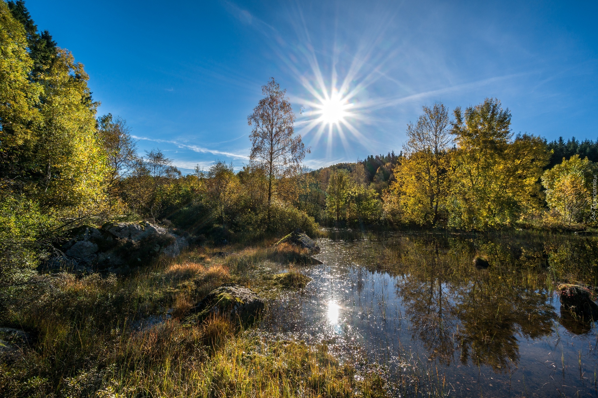 Promienie, Słońca, Staw, Las