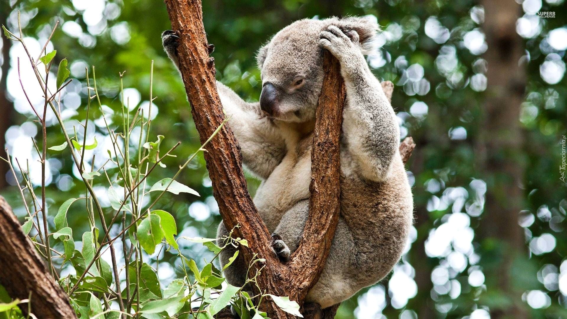 Śpiący, Miś, Koala