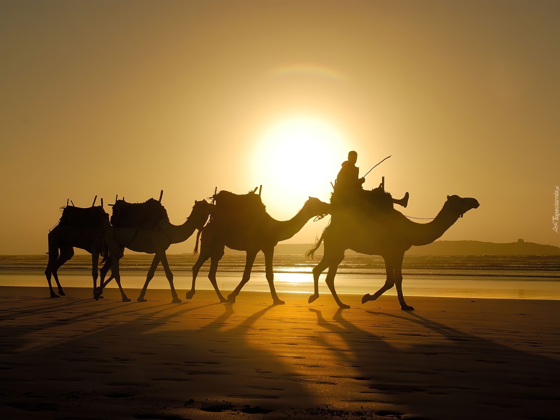Караван пришел. Верблюд Караван шелковый путь. Караван марокканских верблюдов дромедаров. Великий шелковый путь Караван. Sahara Camels группа.