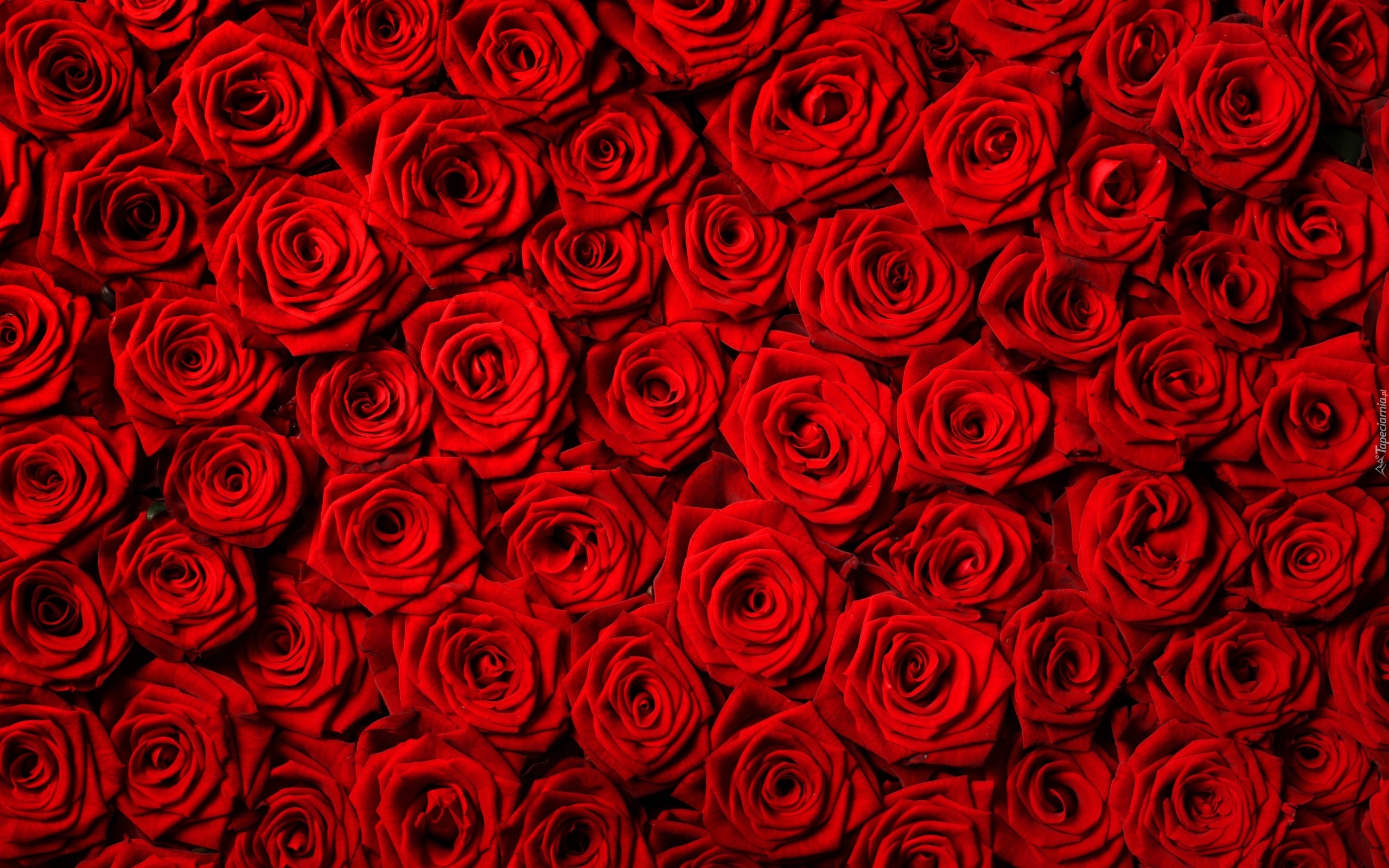 Kwiaty, Czerwone, Roze