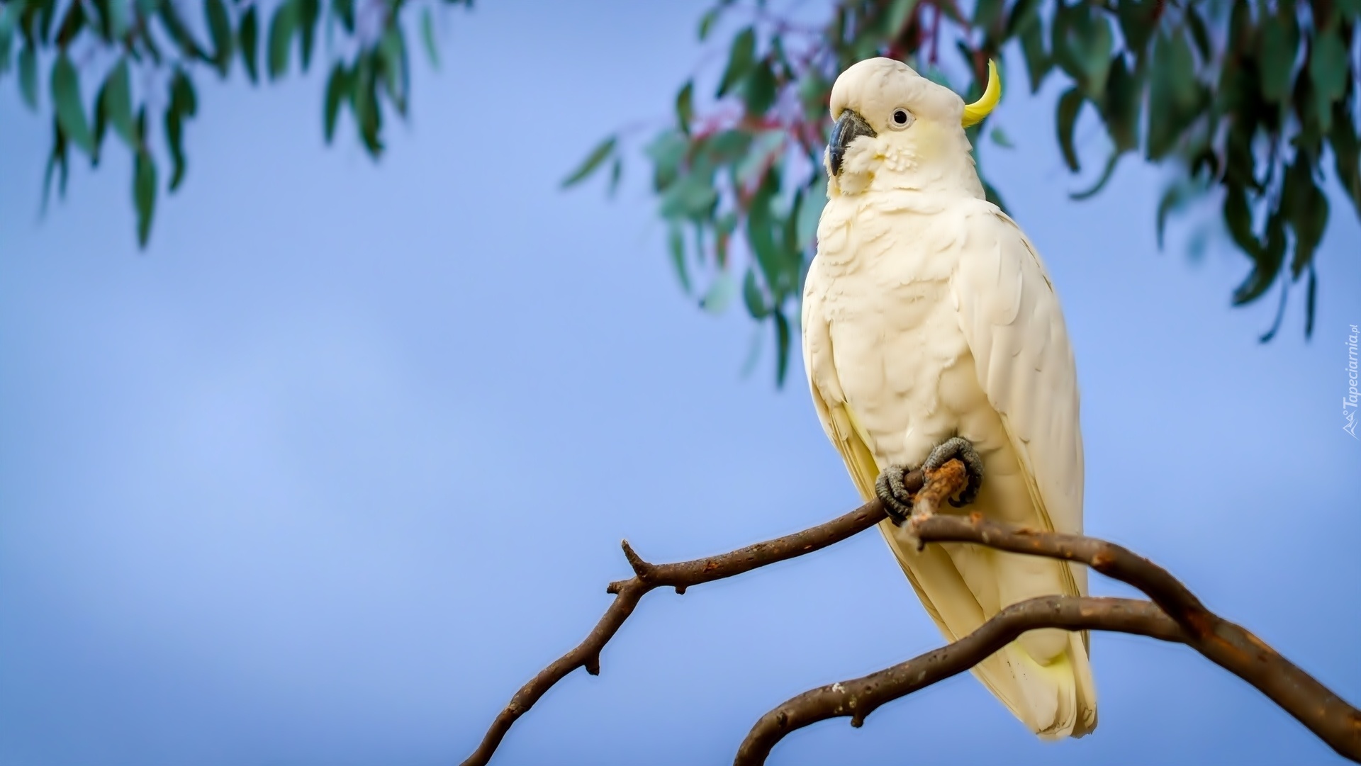 Papuga, Kakadu