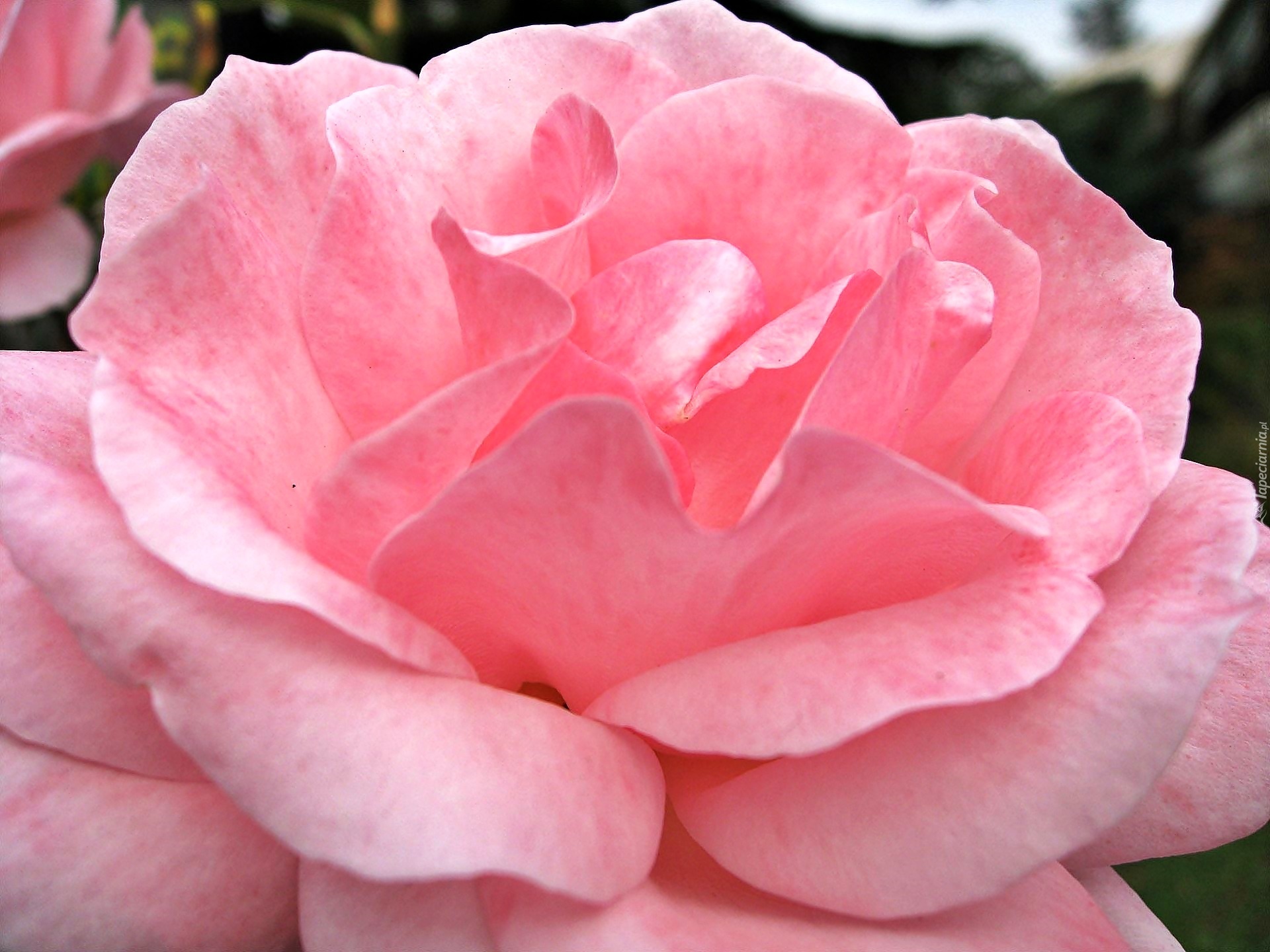 Сорта крупных розовых. Pink Rose (Пинк Роуз) мрамор.