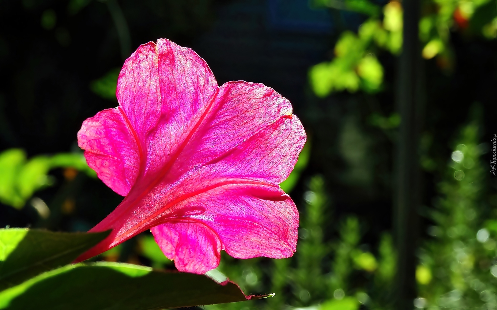 Dziwaczek, Mirabilis, Jalapa, Różowy