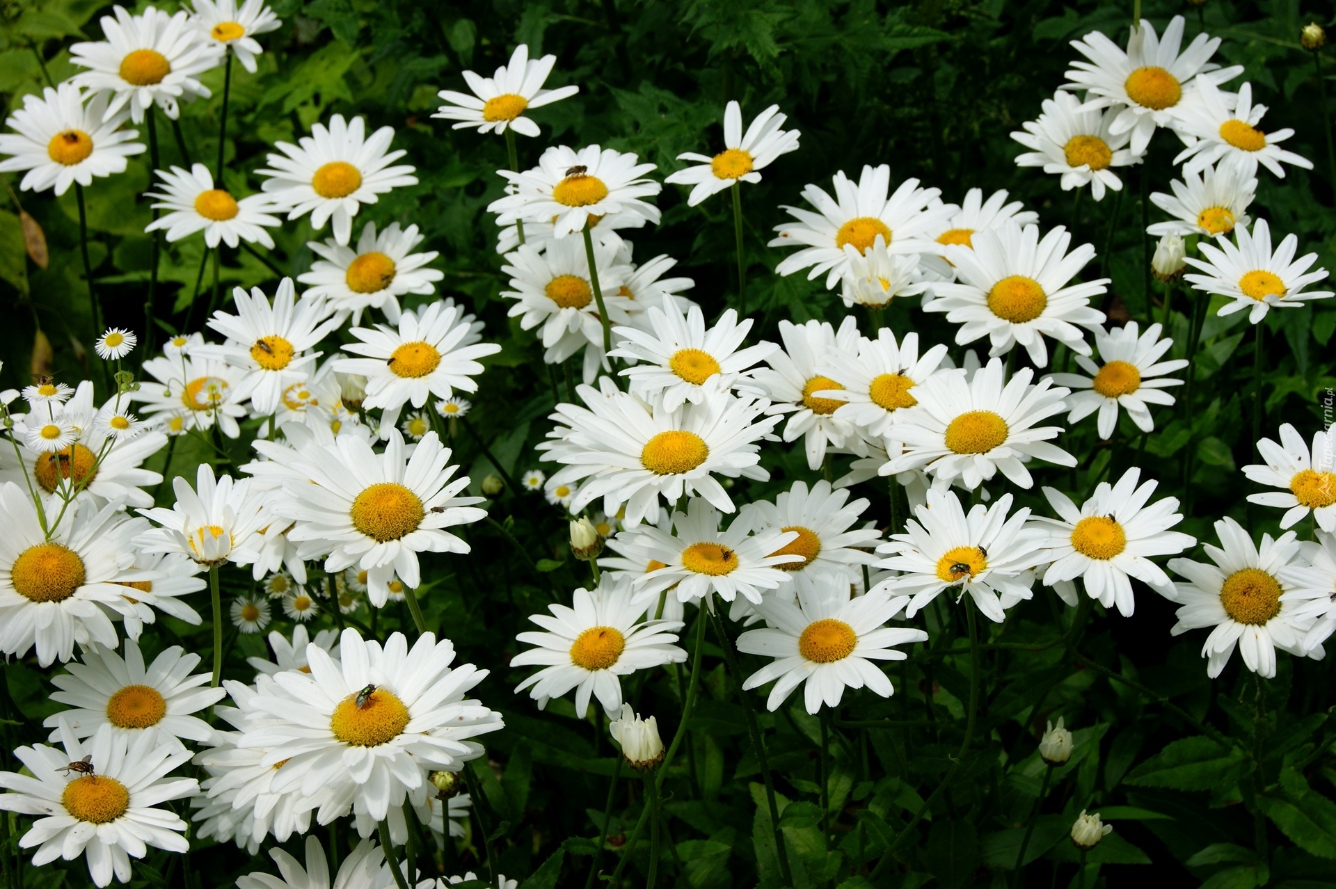 Margerytki