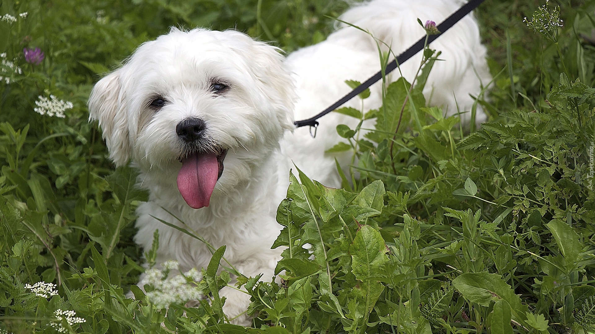 Bichon Frise, Zieleń