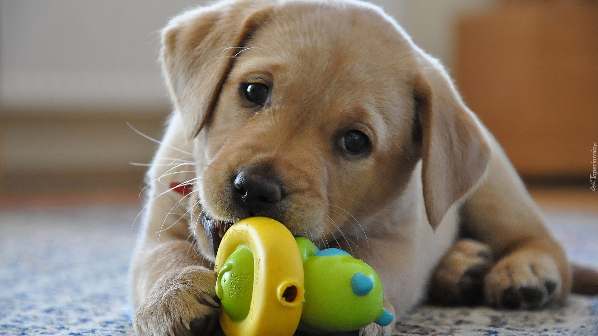 szczeniak, Labrador Retriever, Zabawka