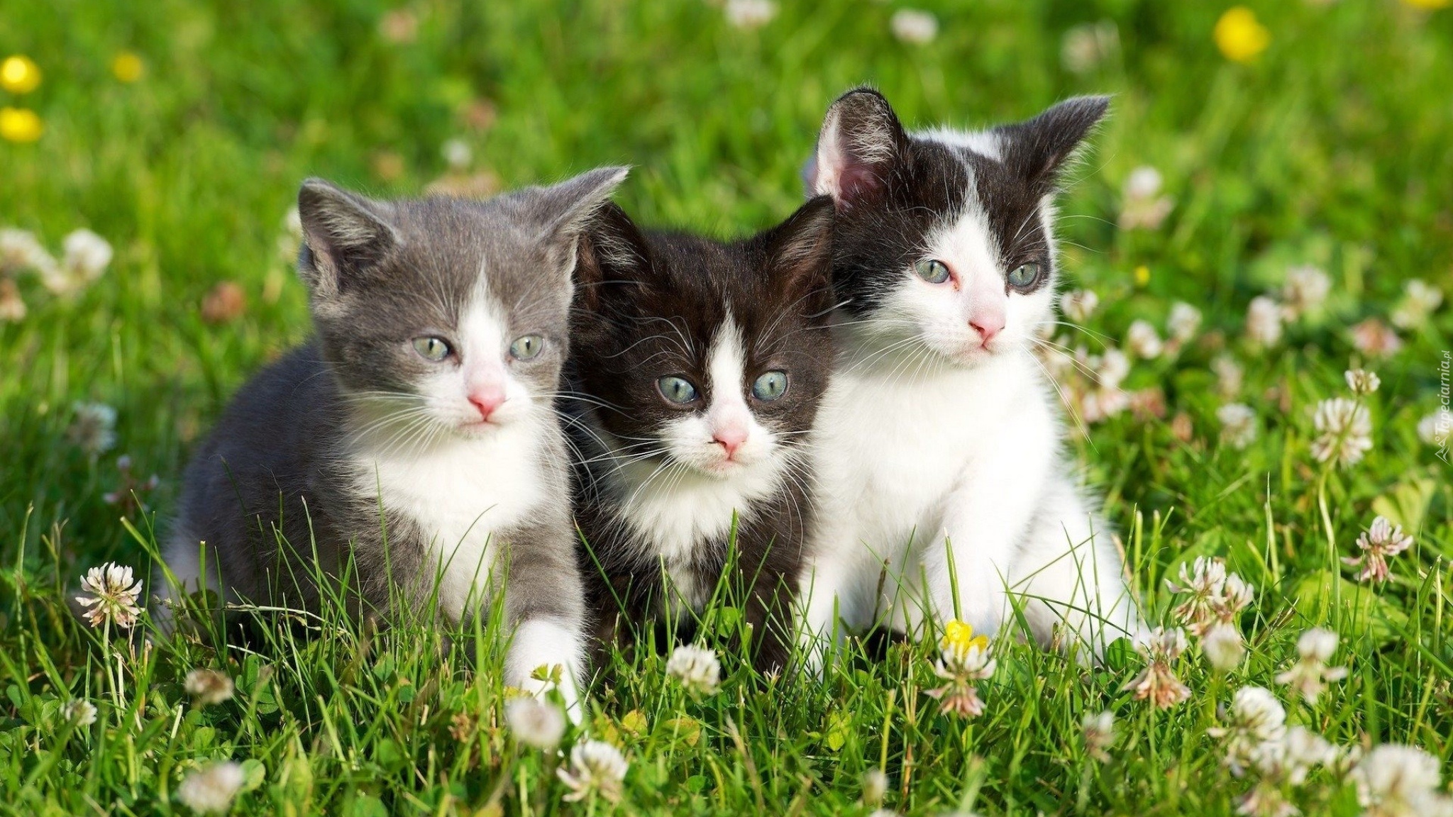 3 кота летние. Котик в траве. Красивые котята. Три котенка. Кошка с котятами.