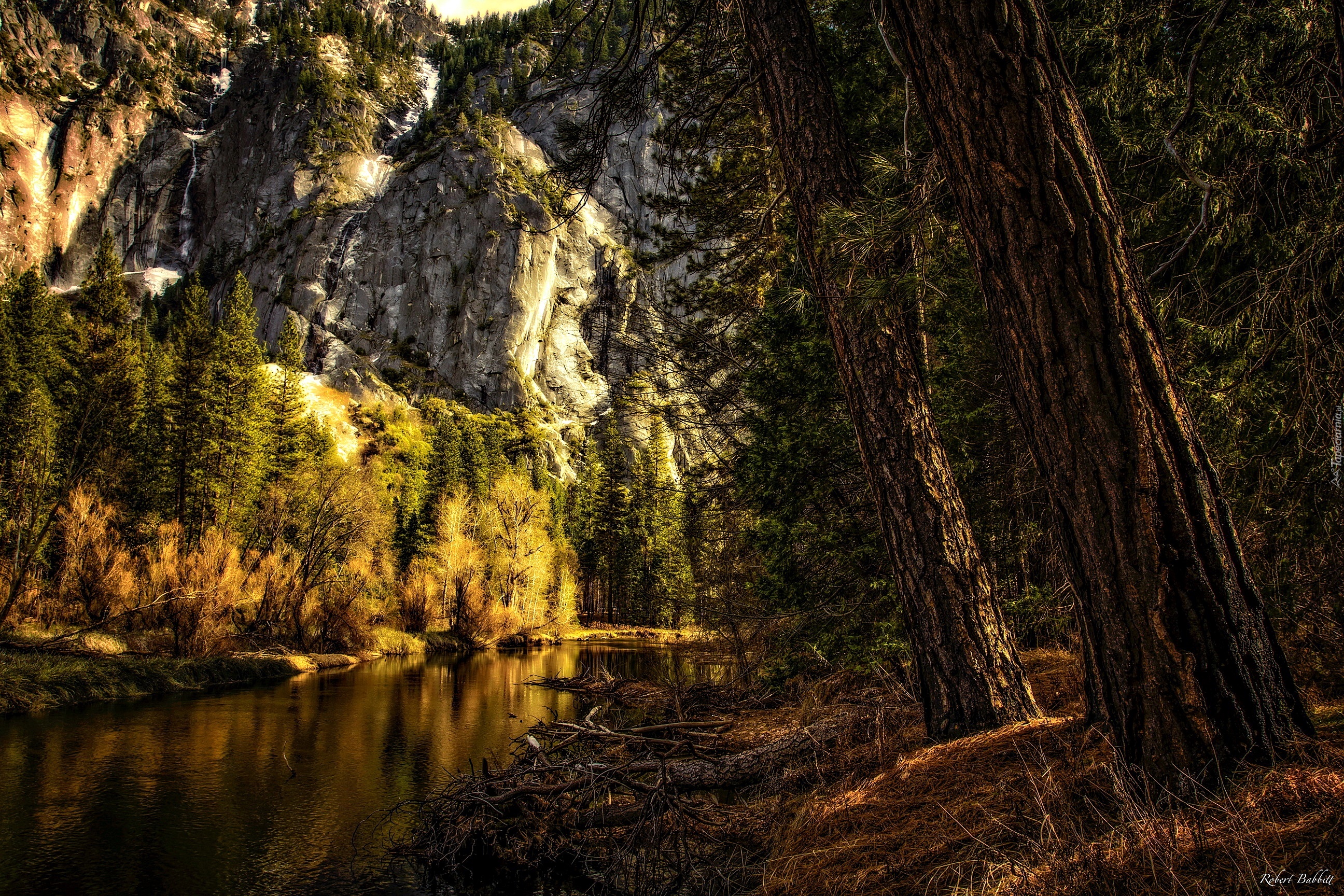 Stany Zjednoczone, Stan Kalifornia, Park Narodowy Yosemite, Góry, Drzewa, Las