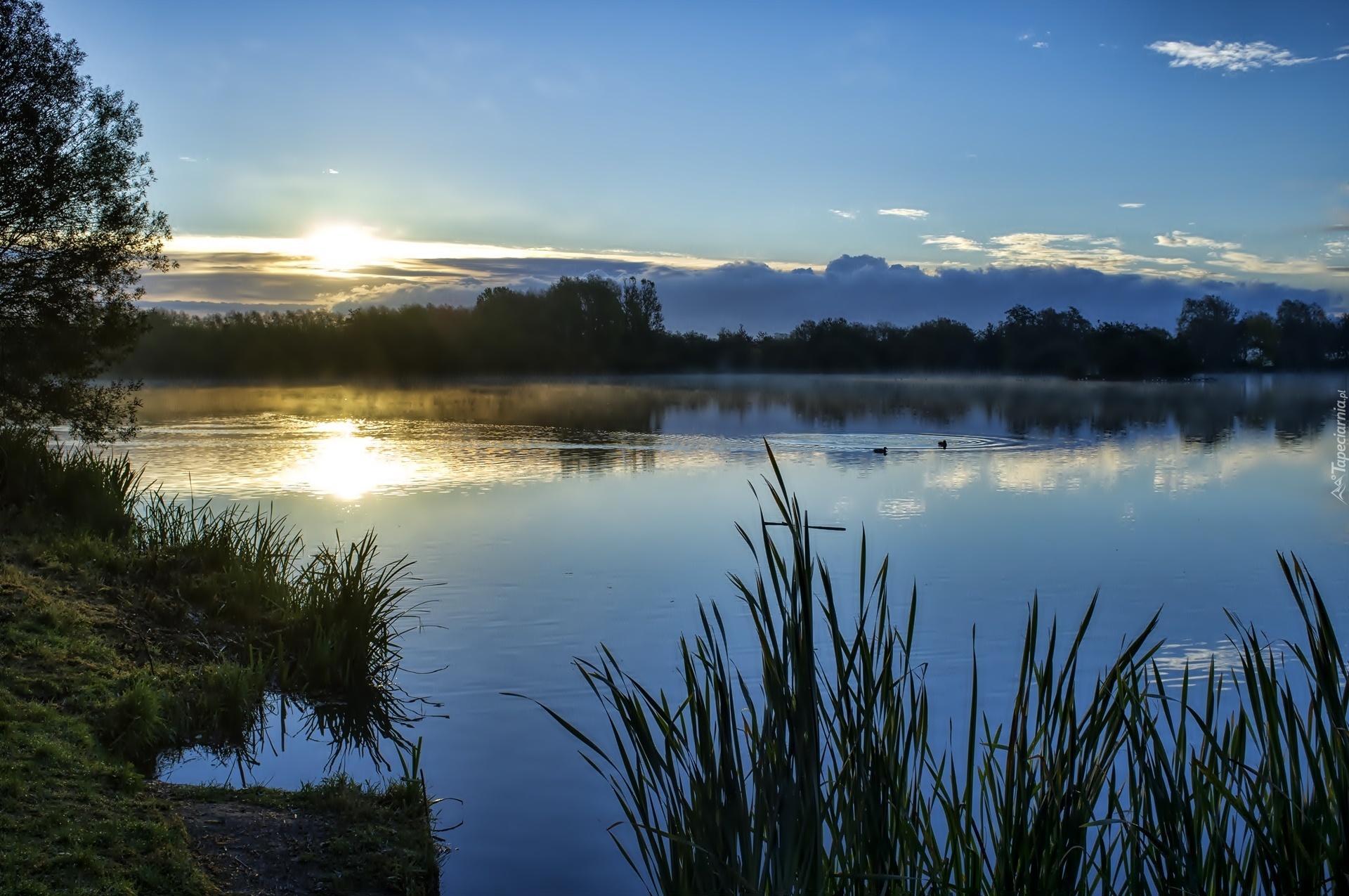 Jezioro, Słońce, Drzewa