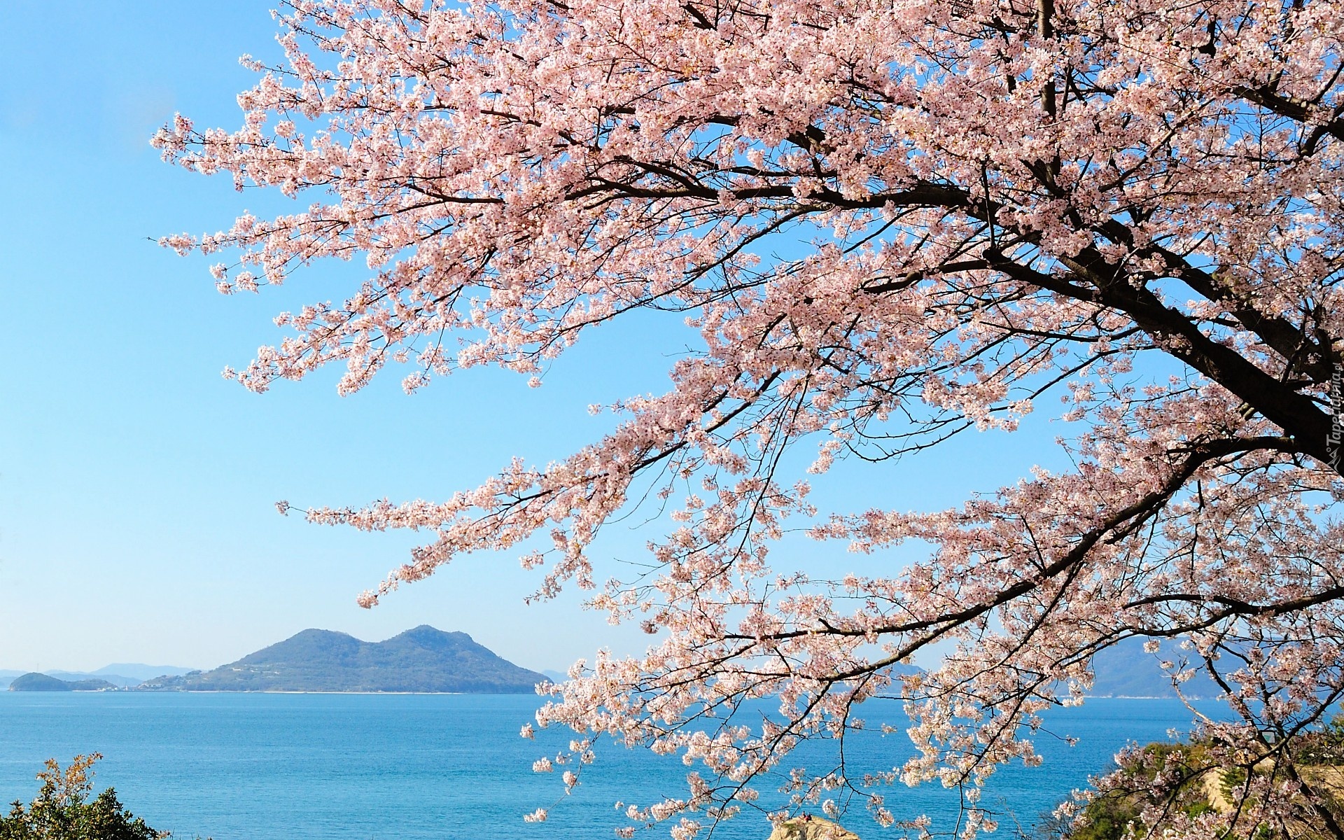 Kwitnące drzewo wiśni - Japonia.