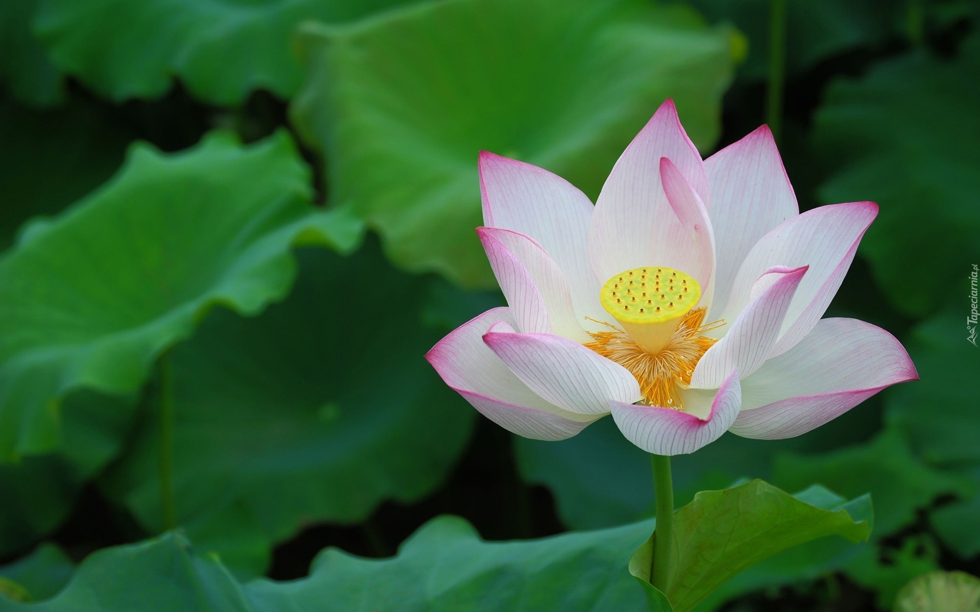 lotos-lotos-die-vielgesch-tzte-pflanze-yoga-aktuell-flocktalent