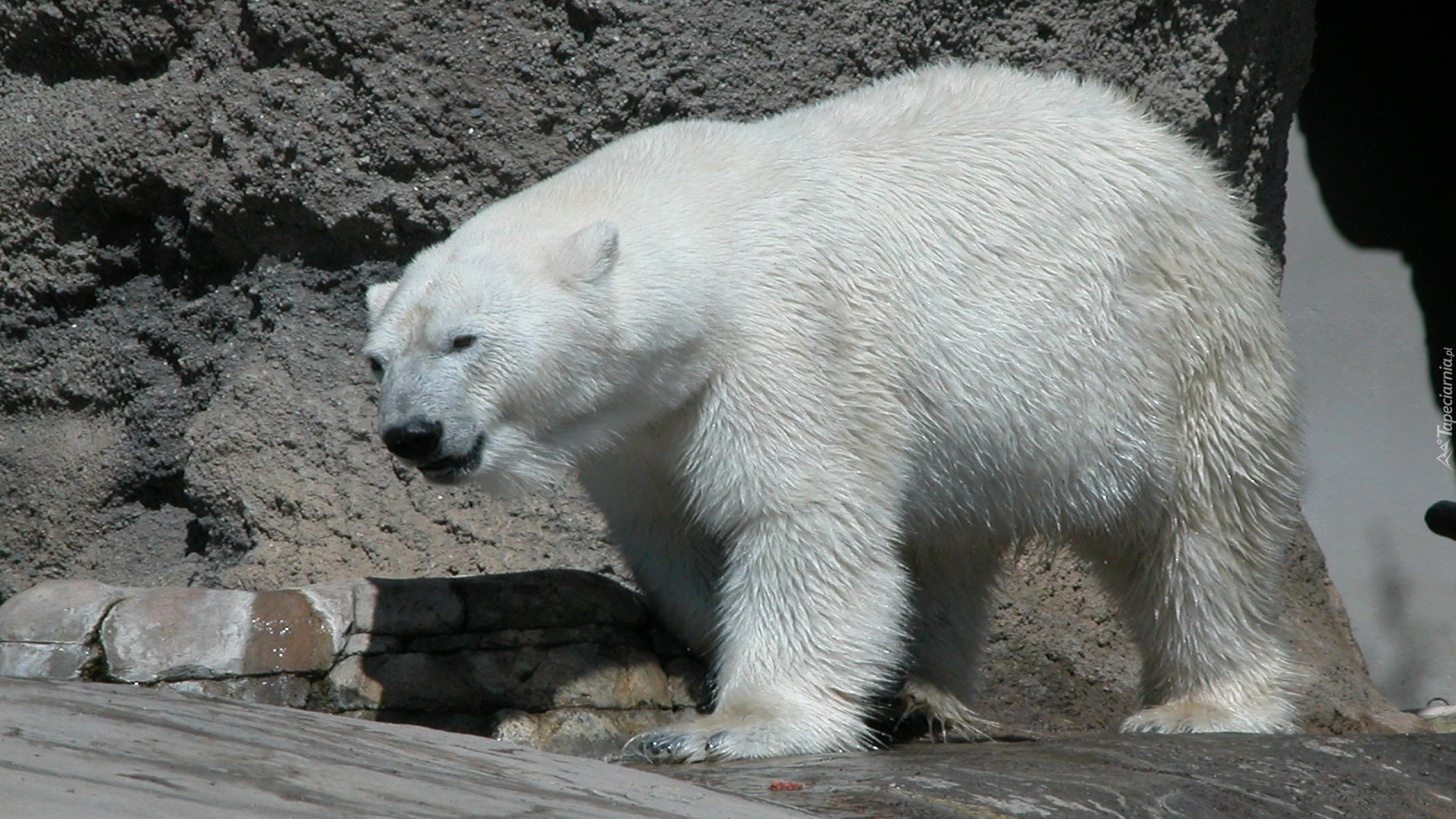 Niedźwiedź, Polarny, Skały