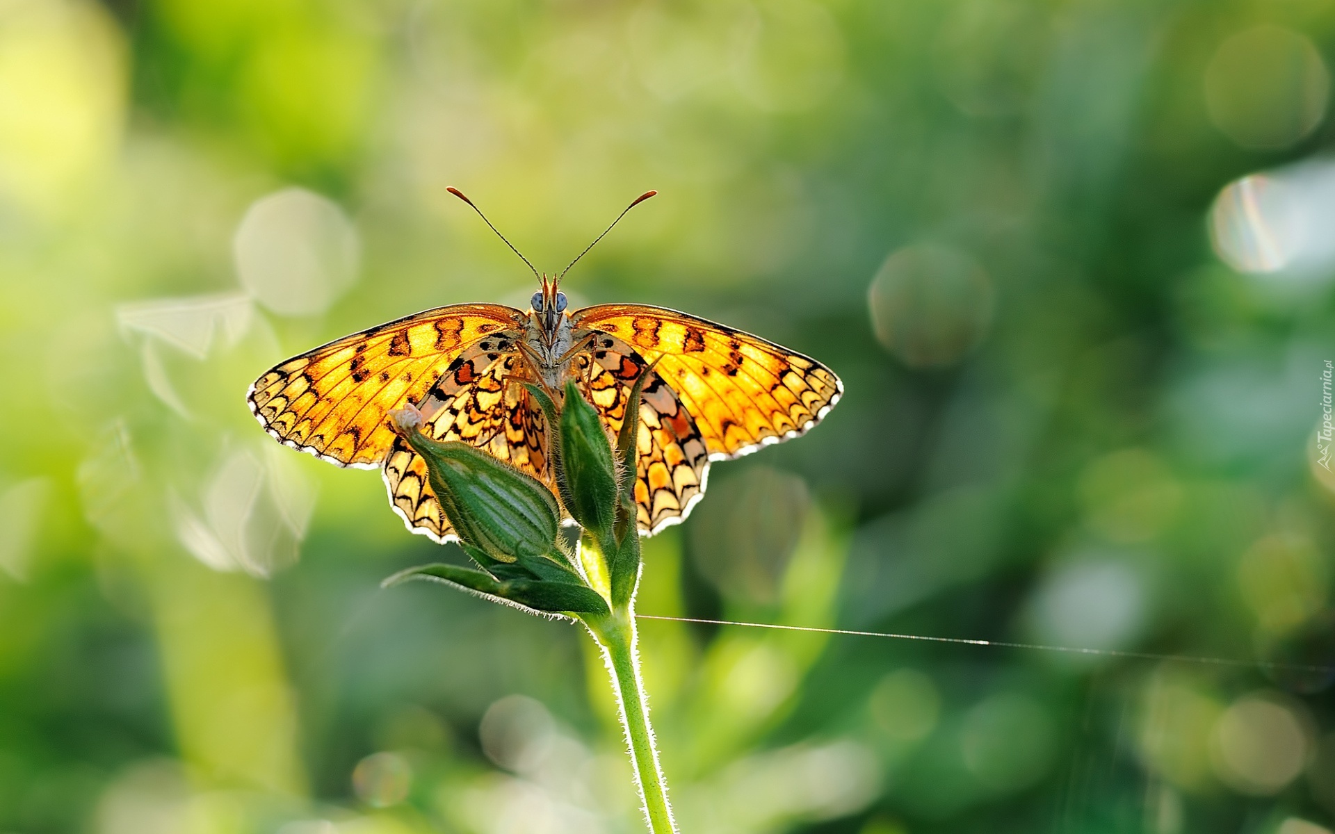 Motyl, Motylek