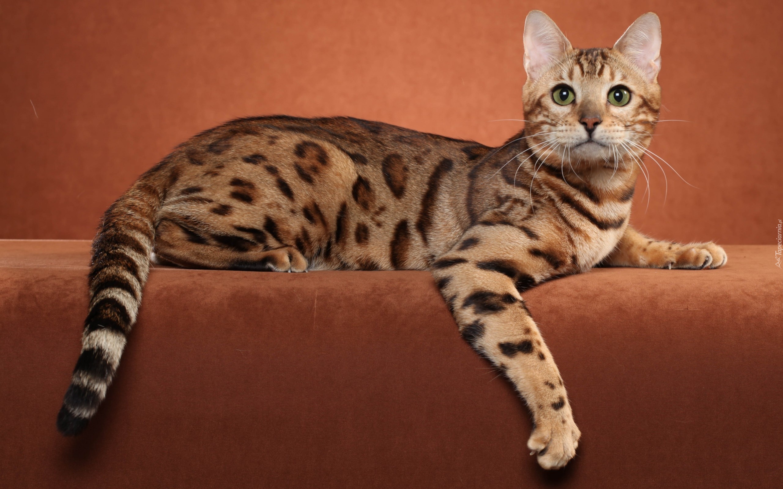 Kot, Ocicat