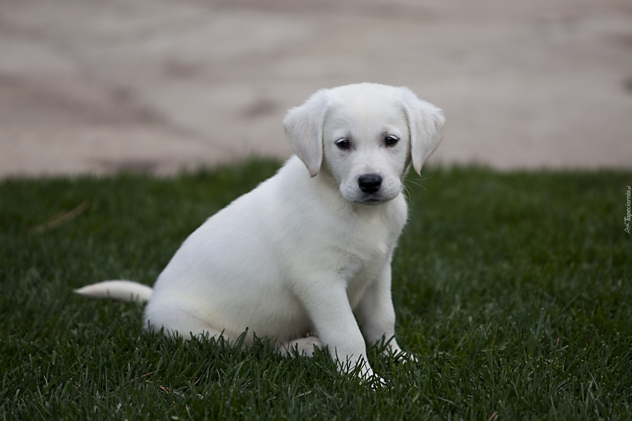 Szczeniak, Labrador Retriever, Trawa