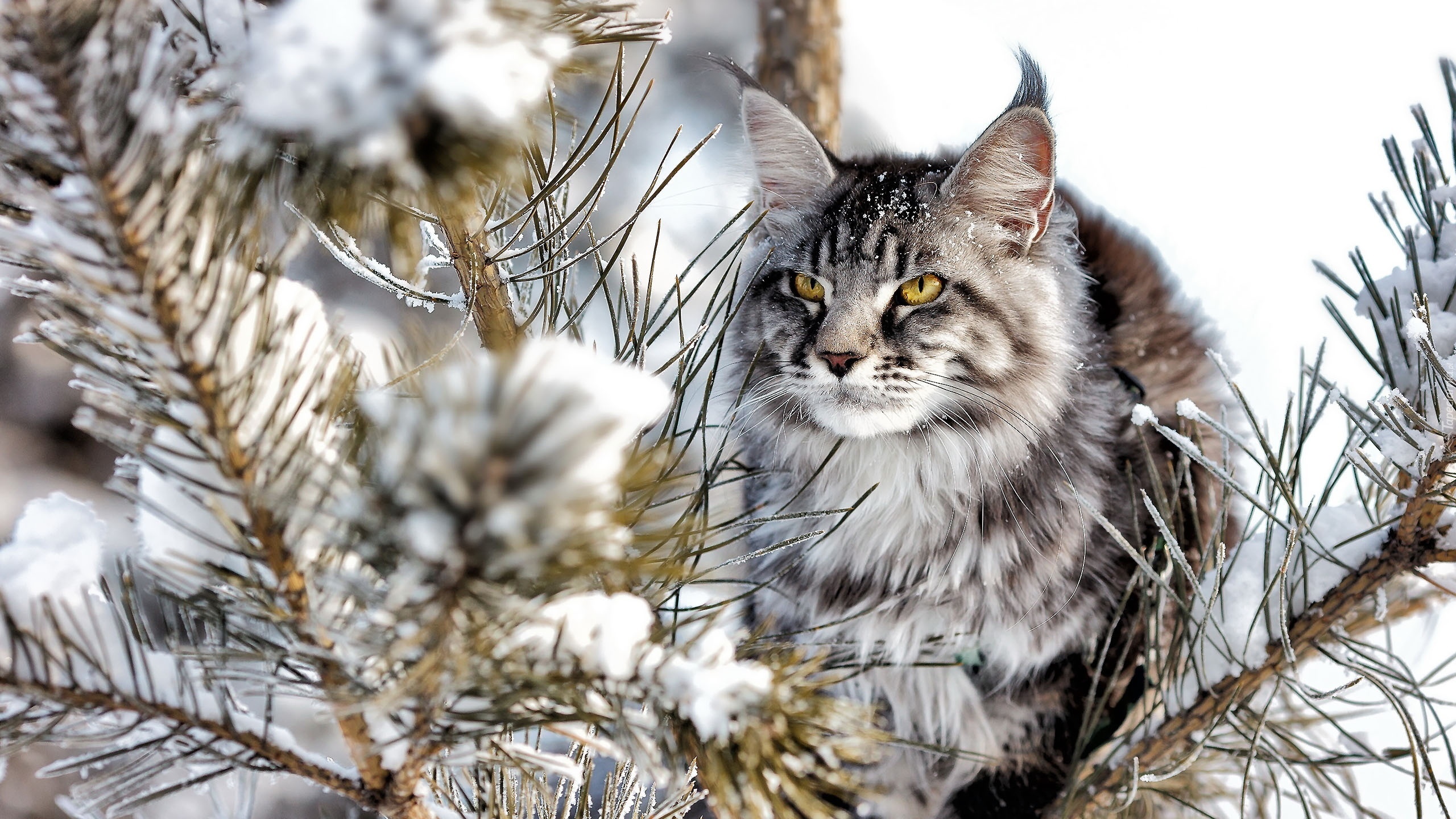 Kot, norweski leśny, Zima, Śnieg, Gałęzie