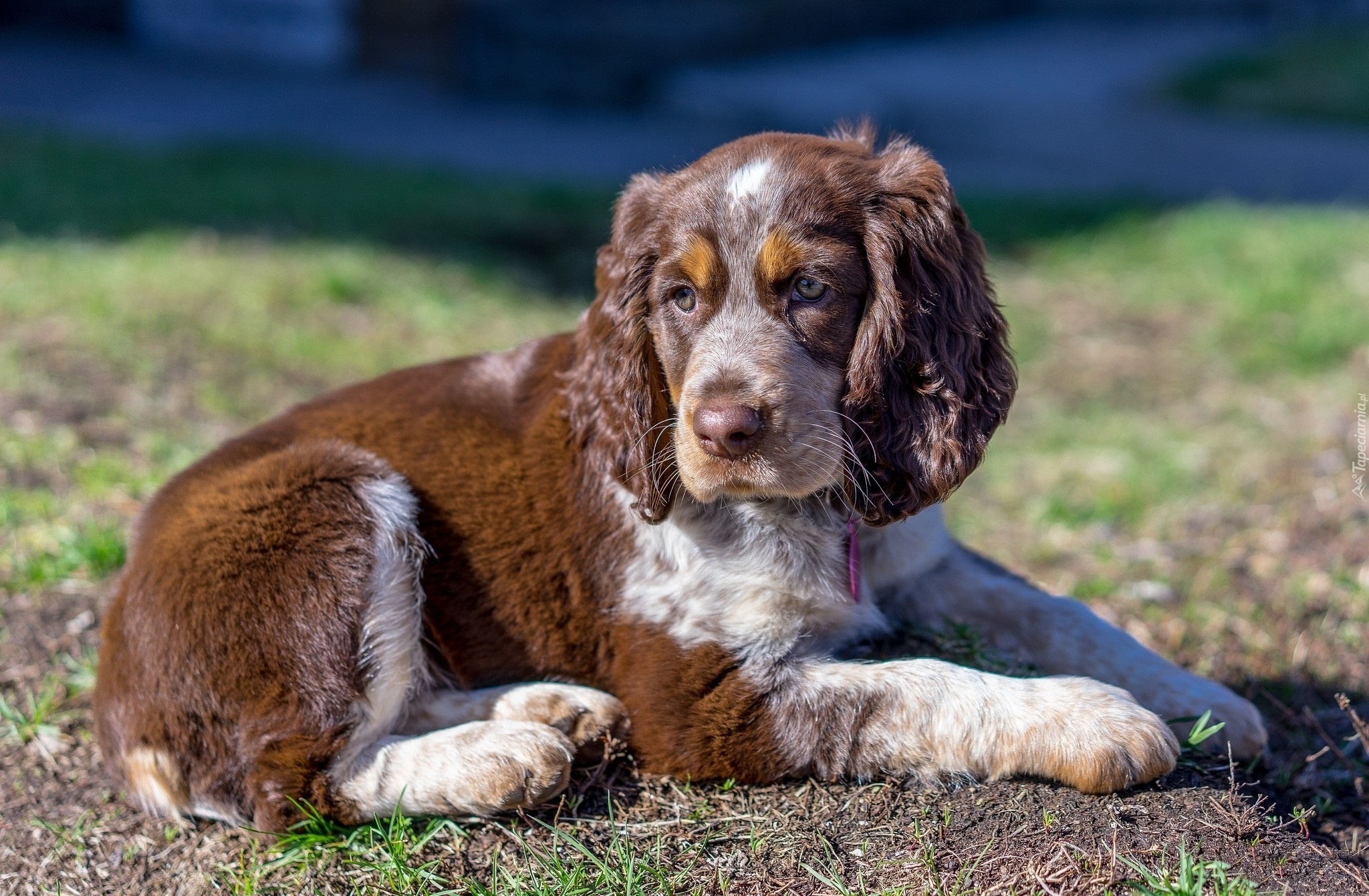 Pies, Szczeniak, Cocker spaniel angielski