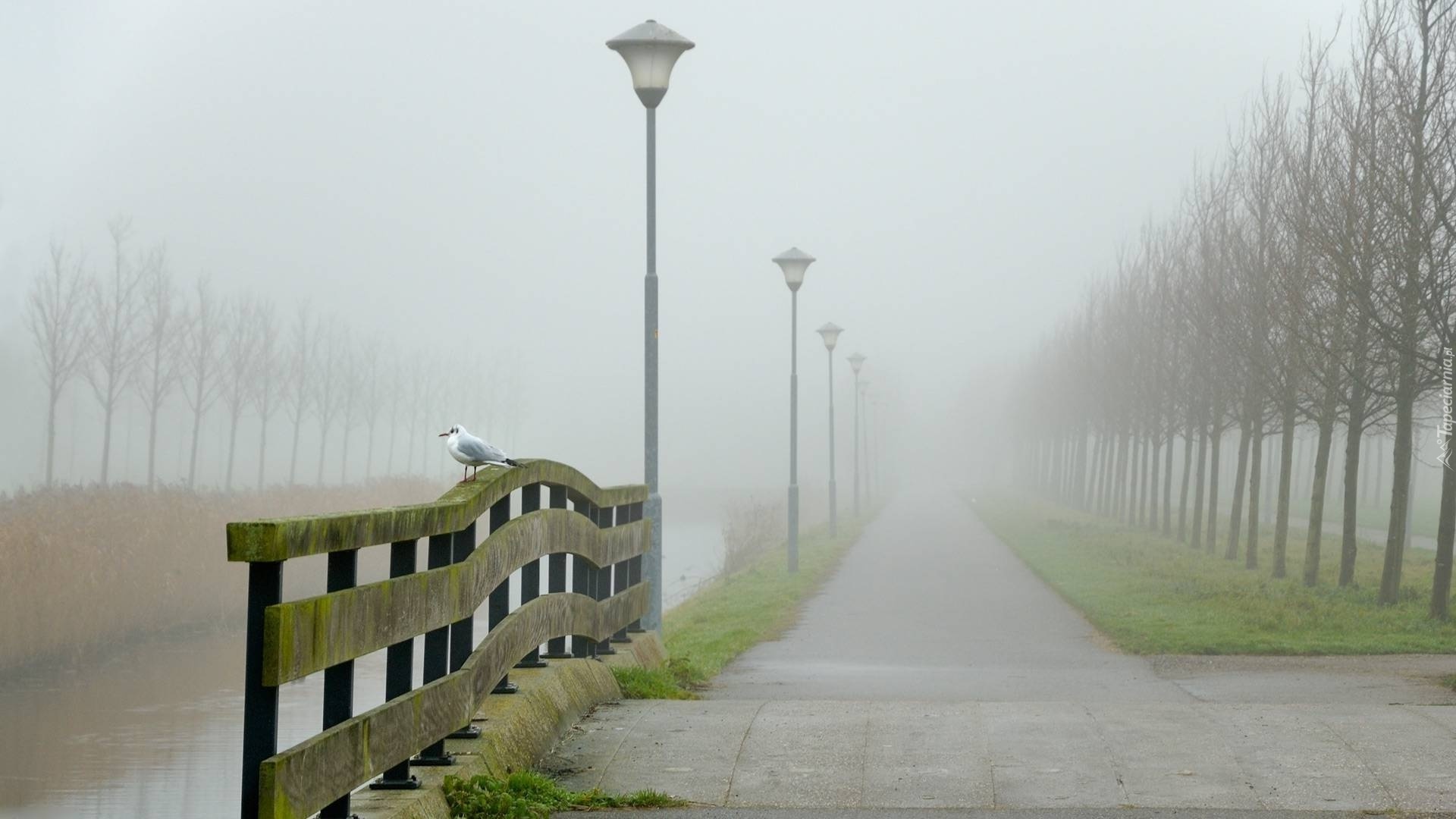 Park, Drzewa, Rzeka, Mgła, Mewa