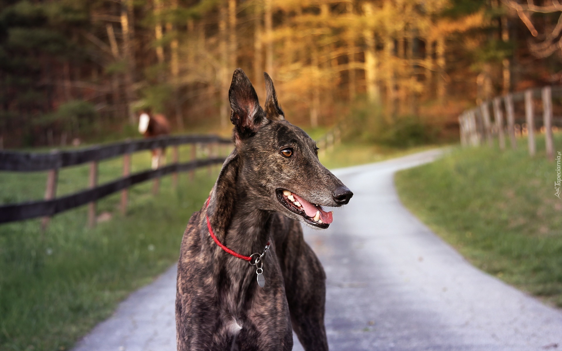 Pies, Whippet