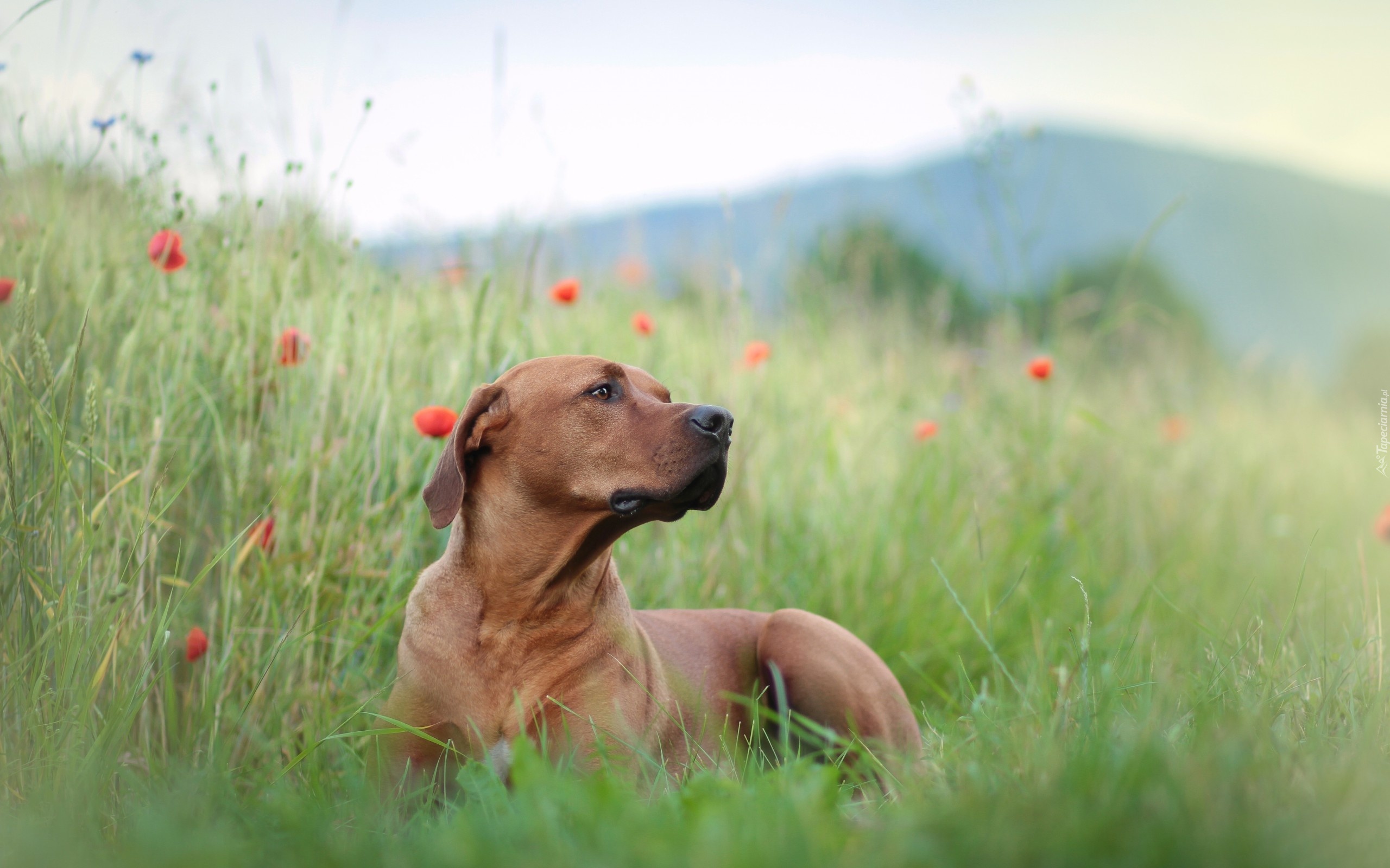 Rhodesian ridgeback