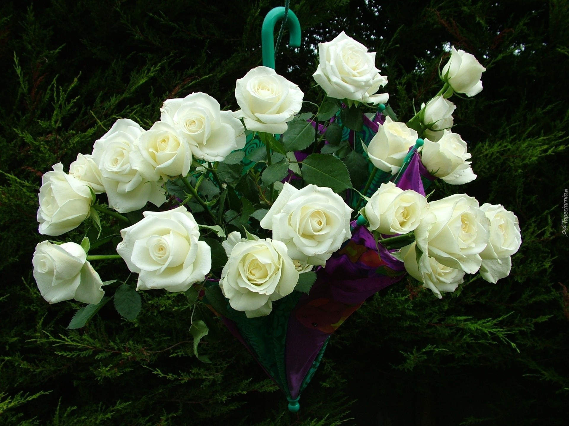 Песни розовый букет. Открытки с белыми розами. Букет белых роз. Белые розы открытки красивые.