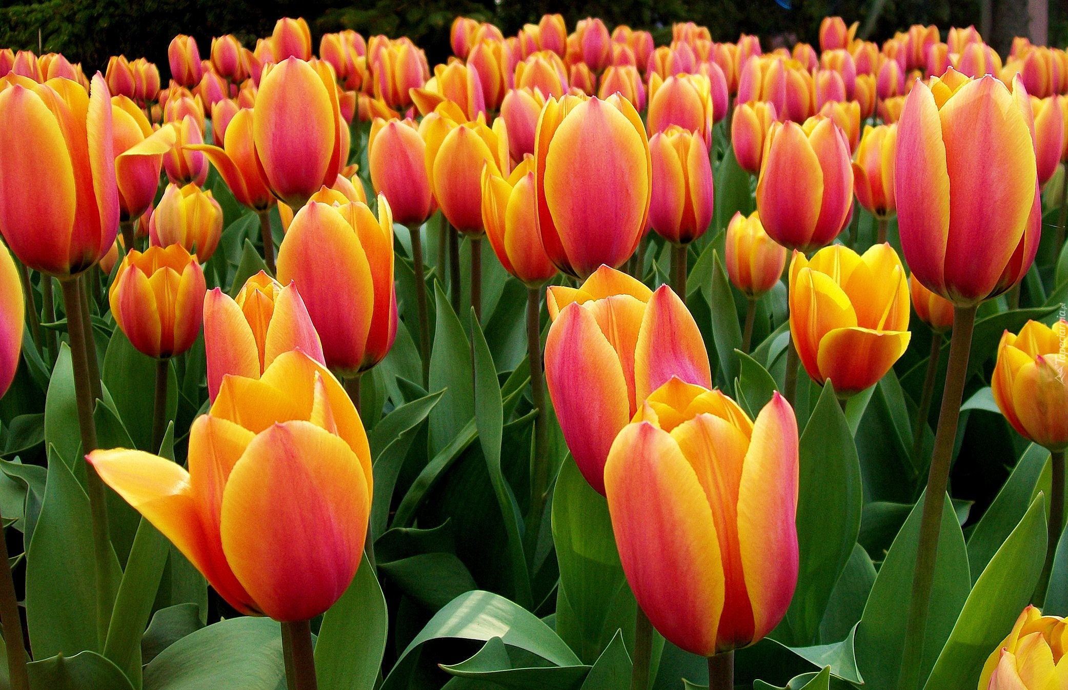 Tulipany