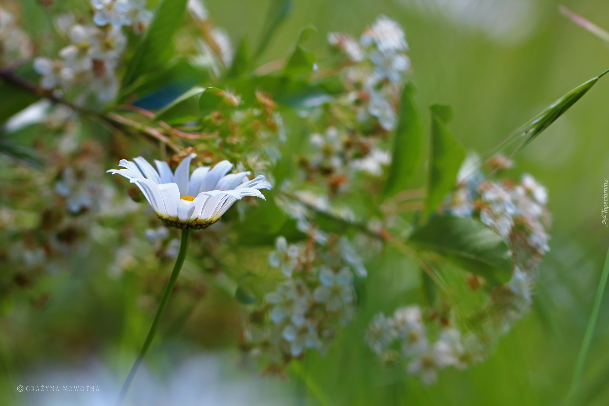 Margerytka, Biały, Kwiat