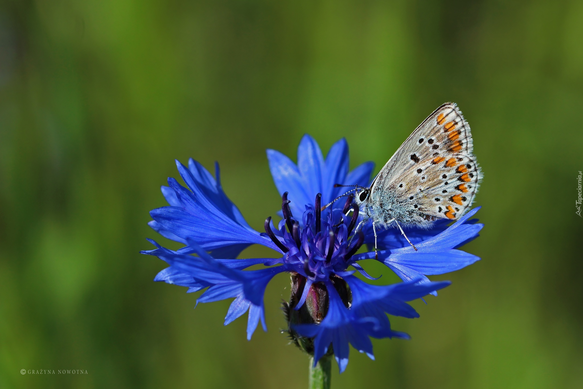 Motyl, Modraszek, Chaber