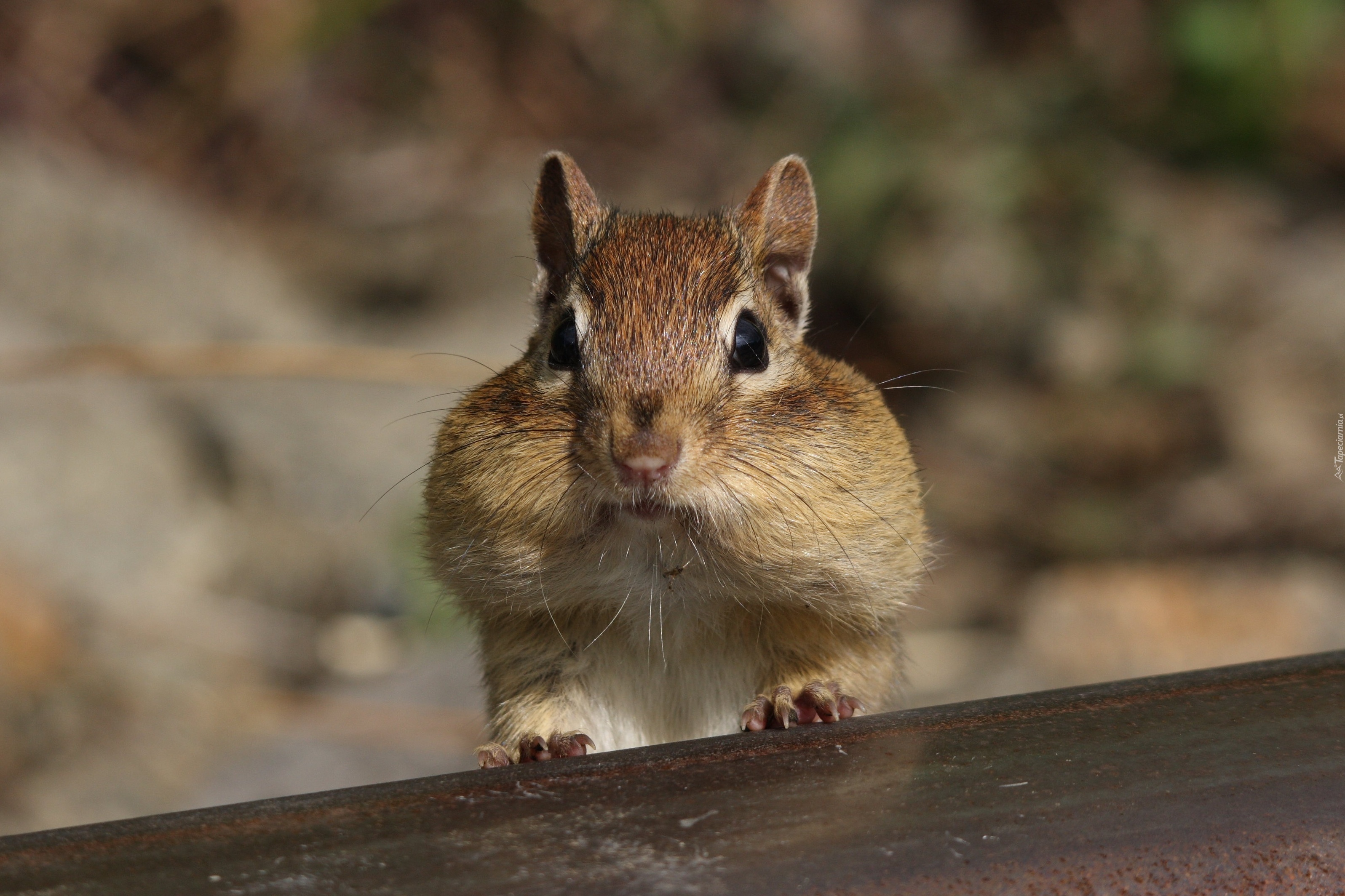 Wiewiórka, Chipmunk