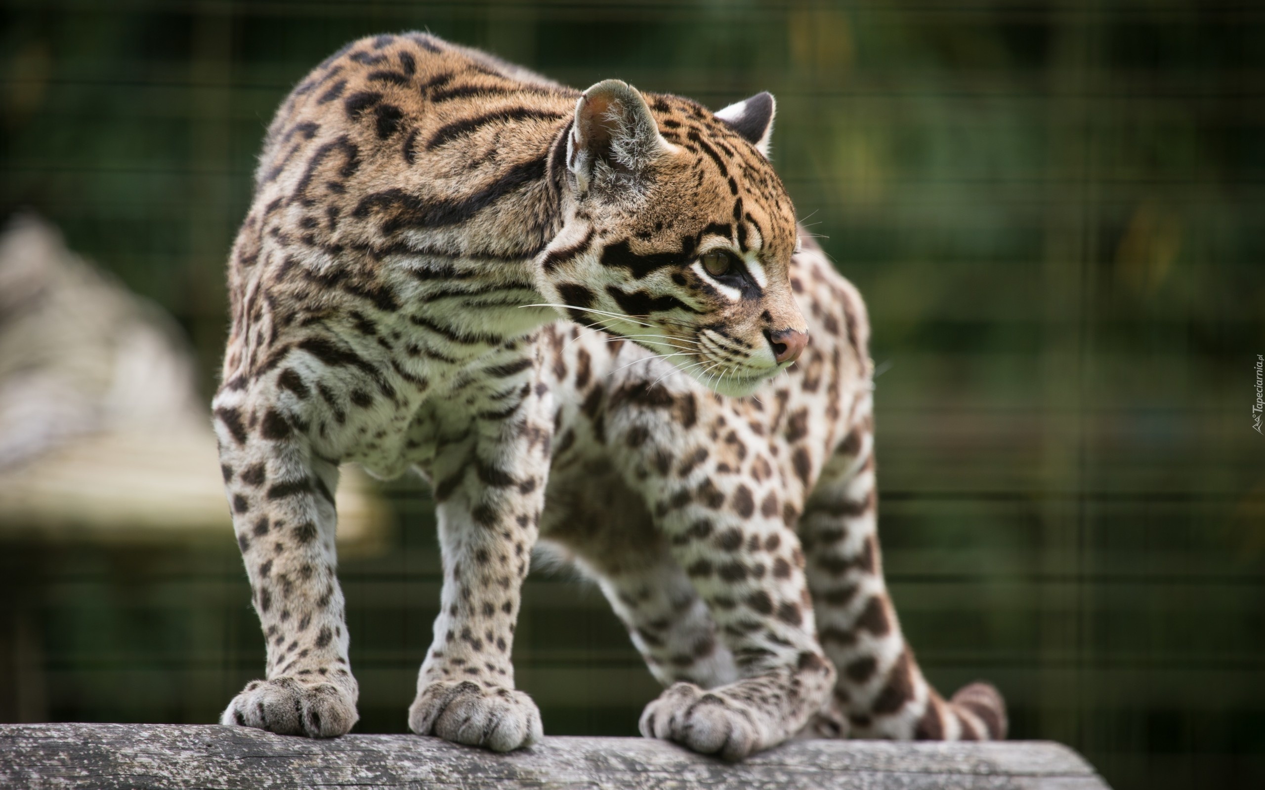 Ocelot