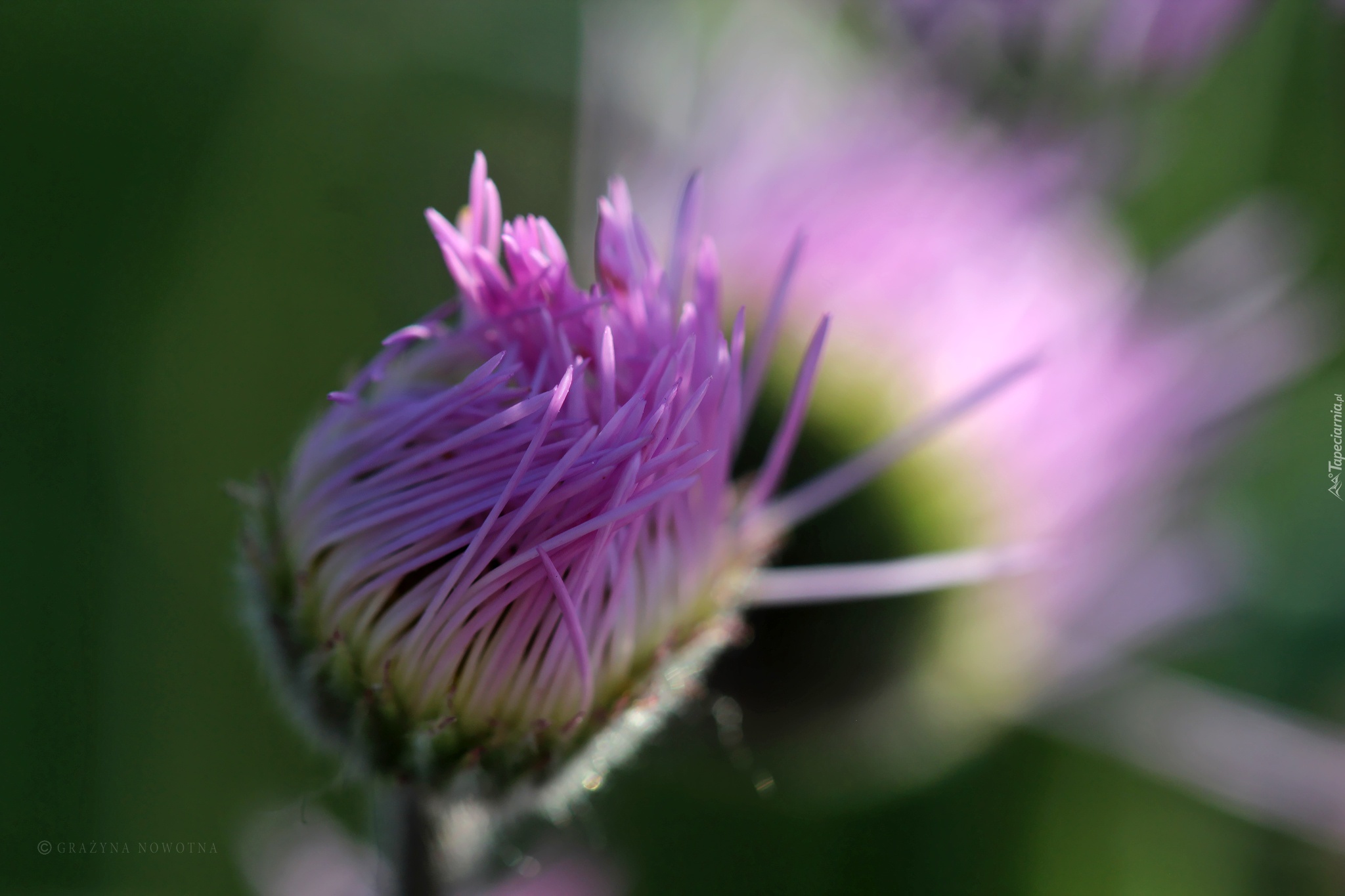 Aster, Pąk, Fioletowy