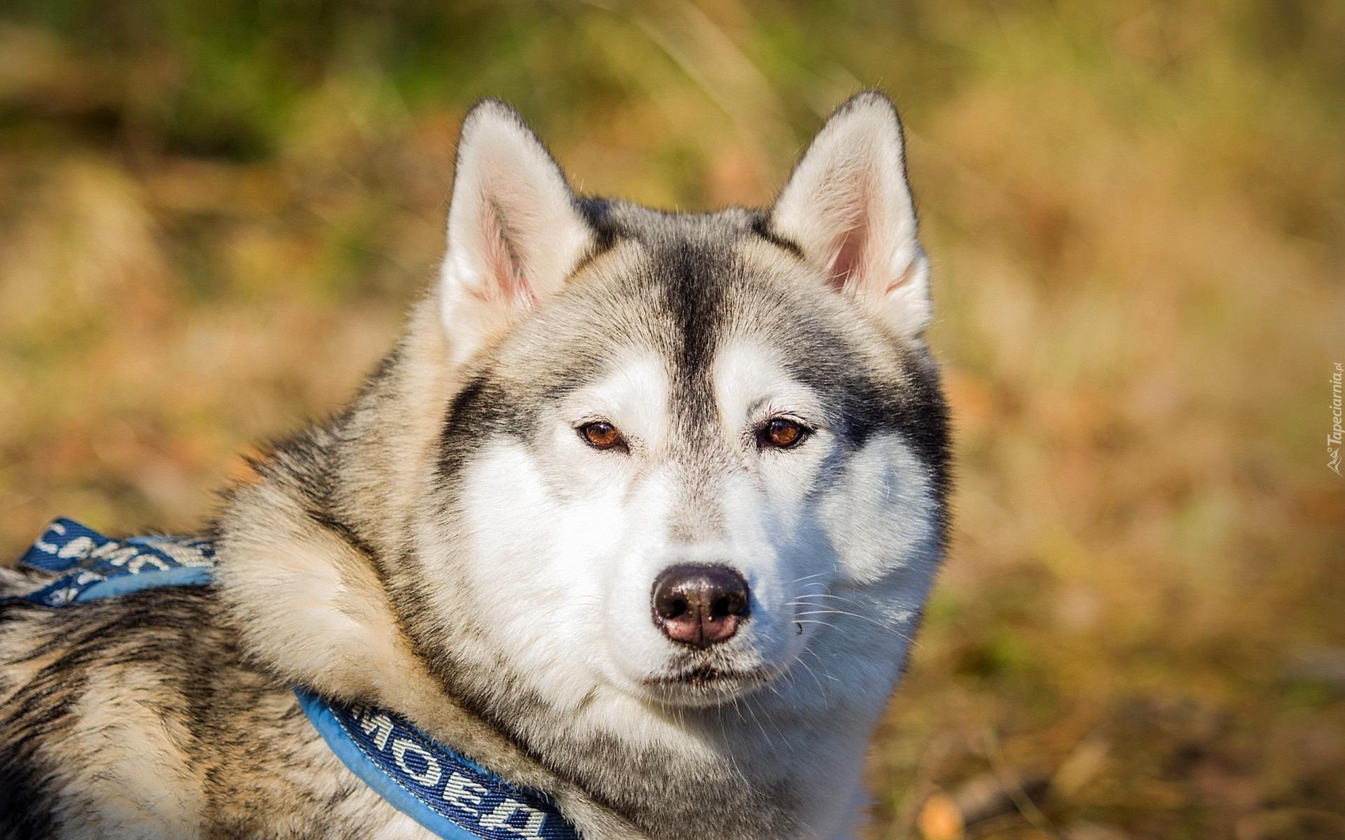 Siberian Husky, Głowa