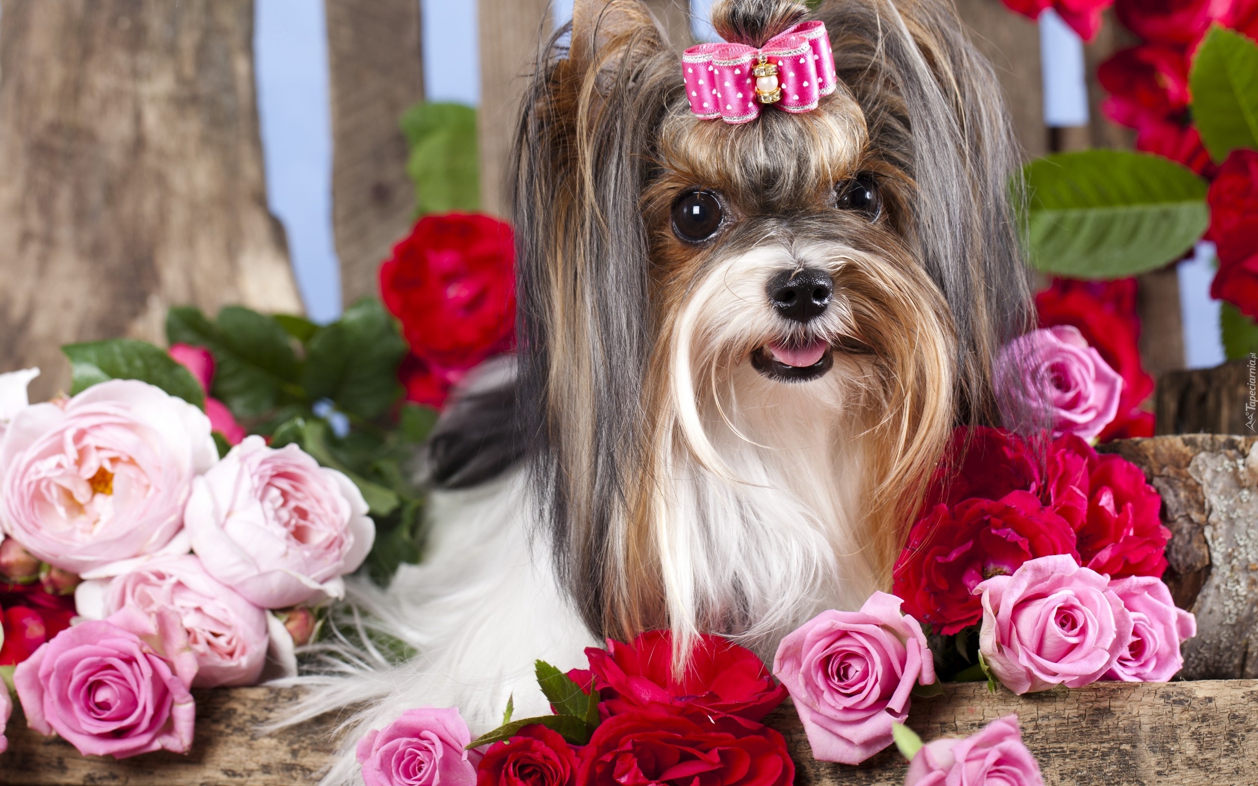 Pies, Yorkshire, Terrier, Roze