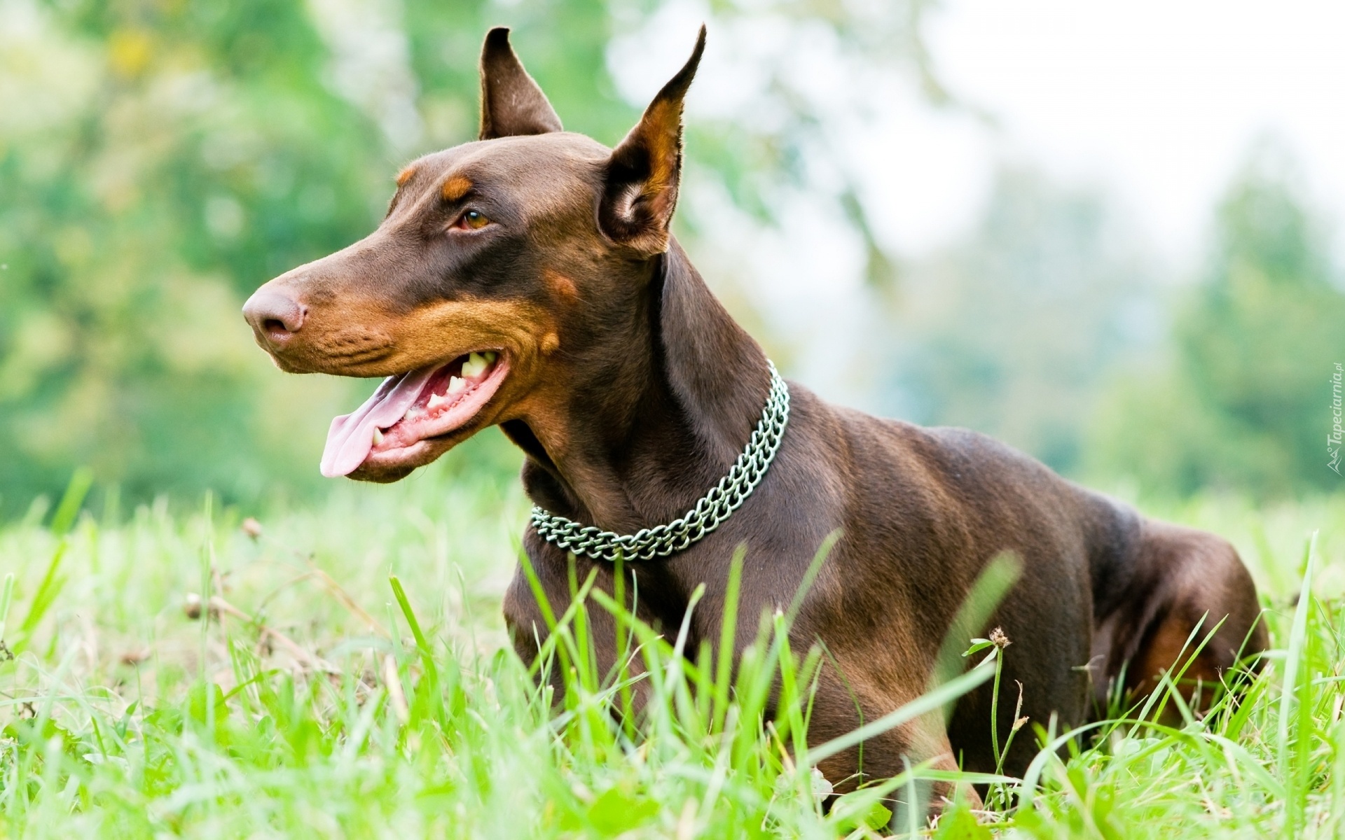 Pies, Doberman, Obroża, Trawa