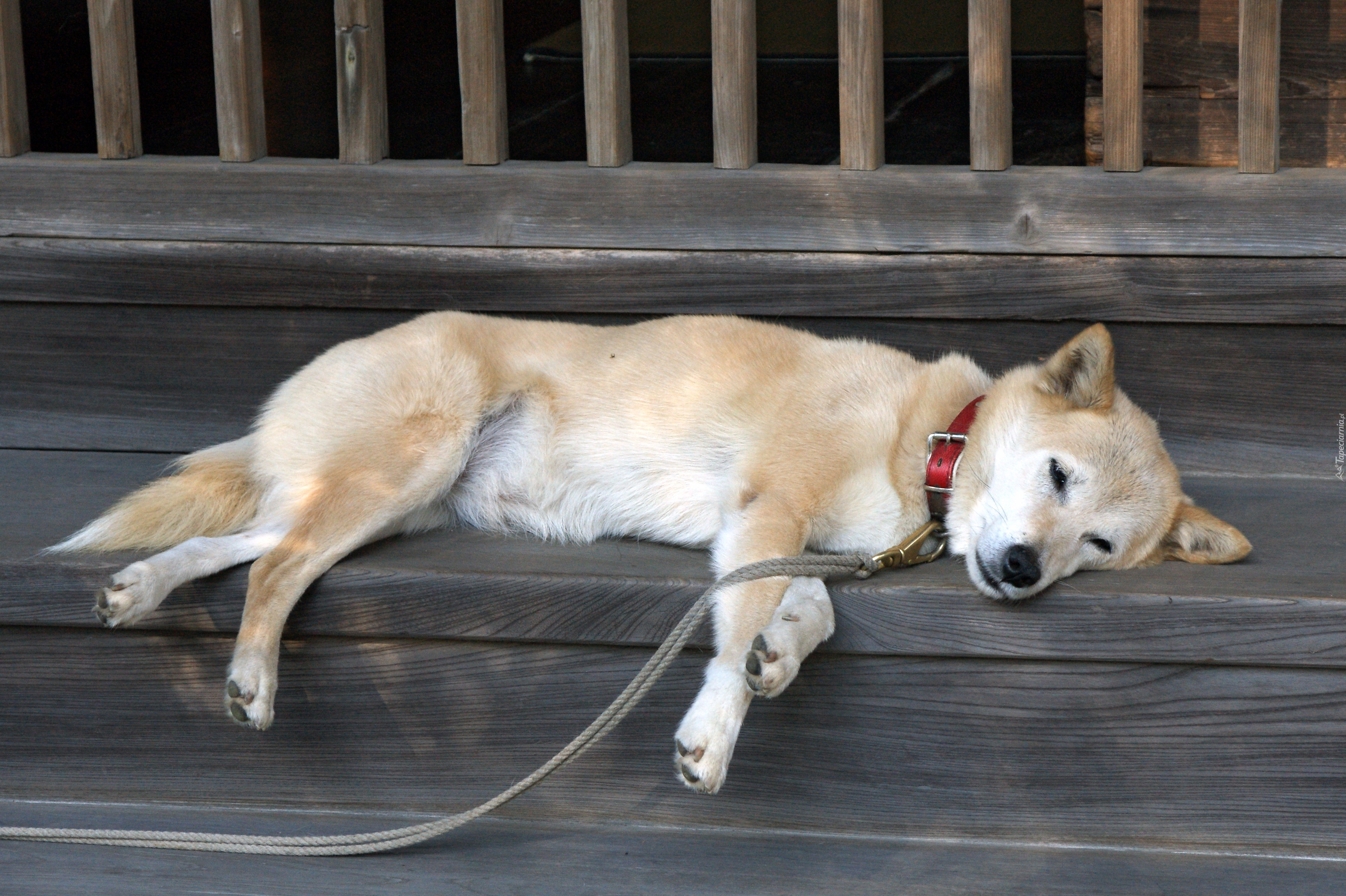 Śpiący, Shiba Inu