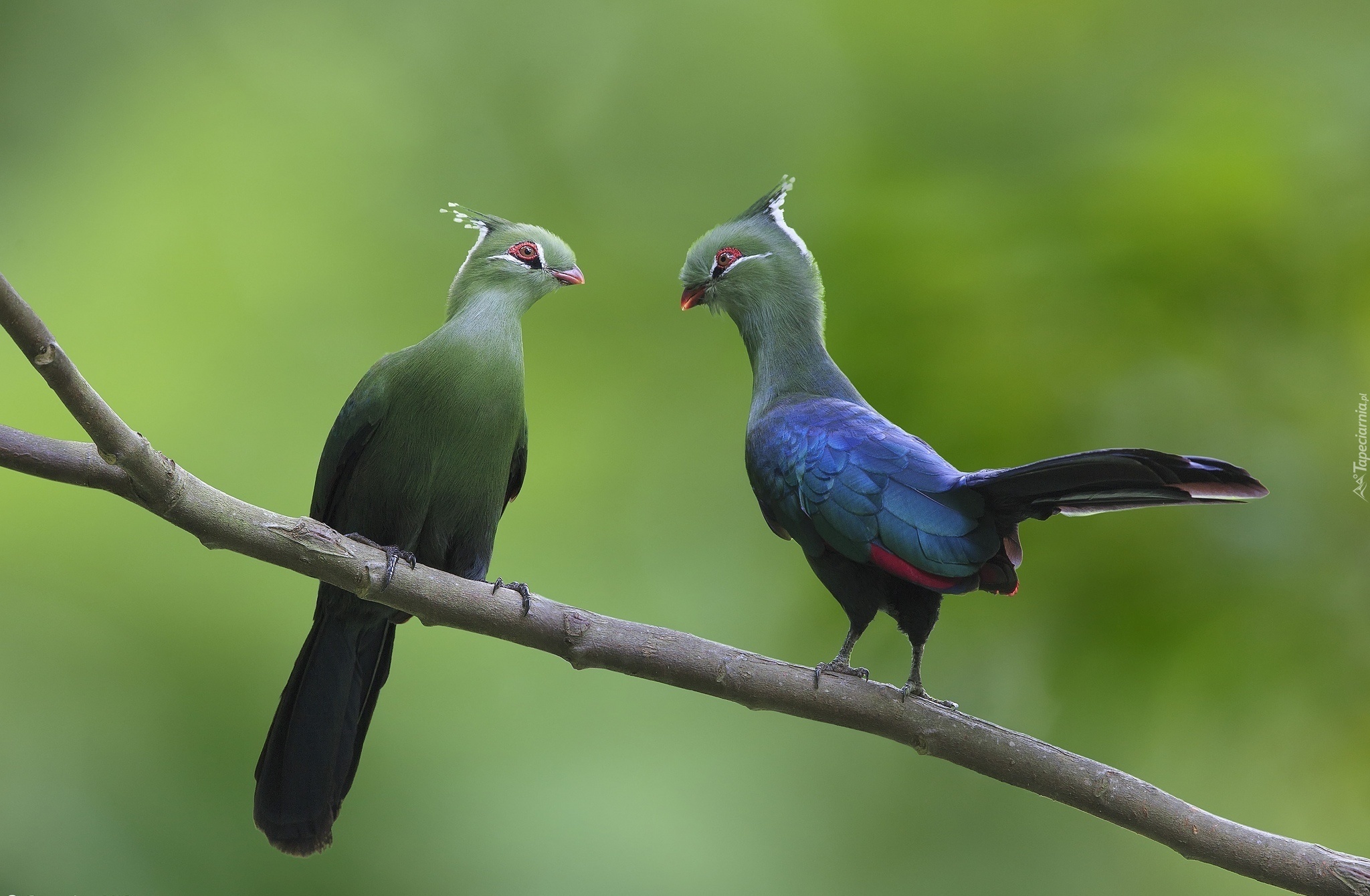 Ptaki, Turaco, Para