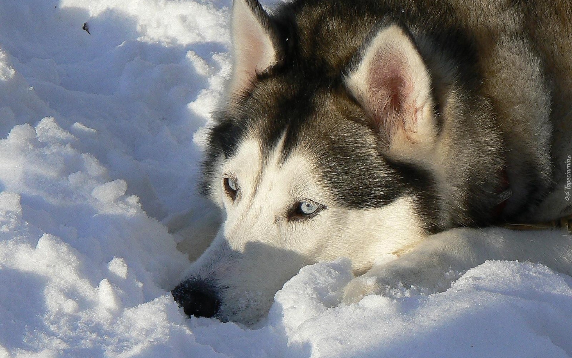 Siberian Husky, Śnieg