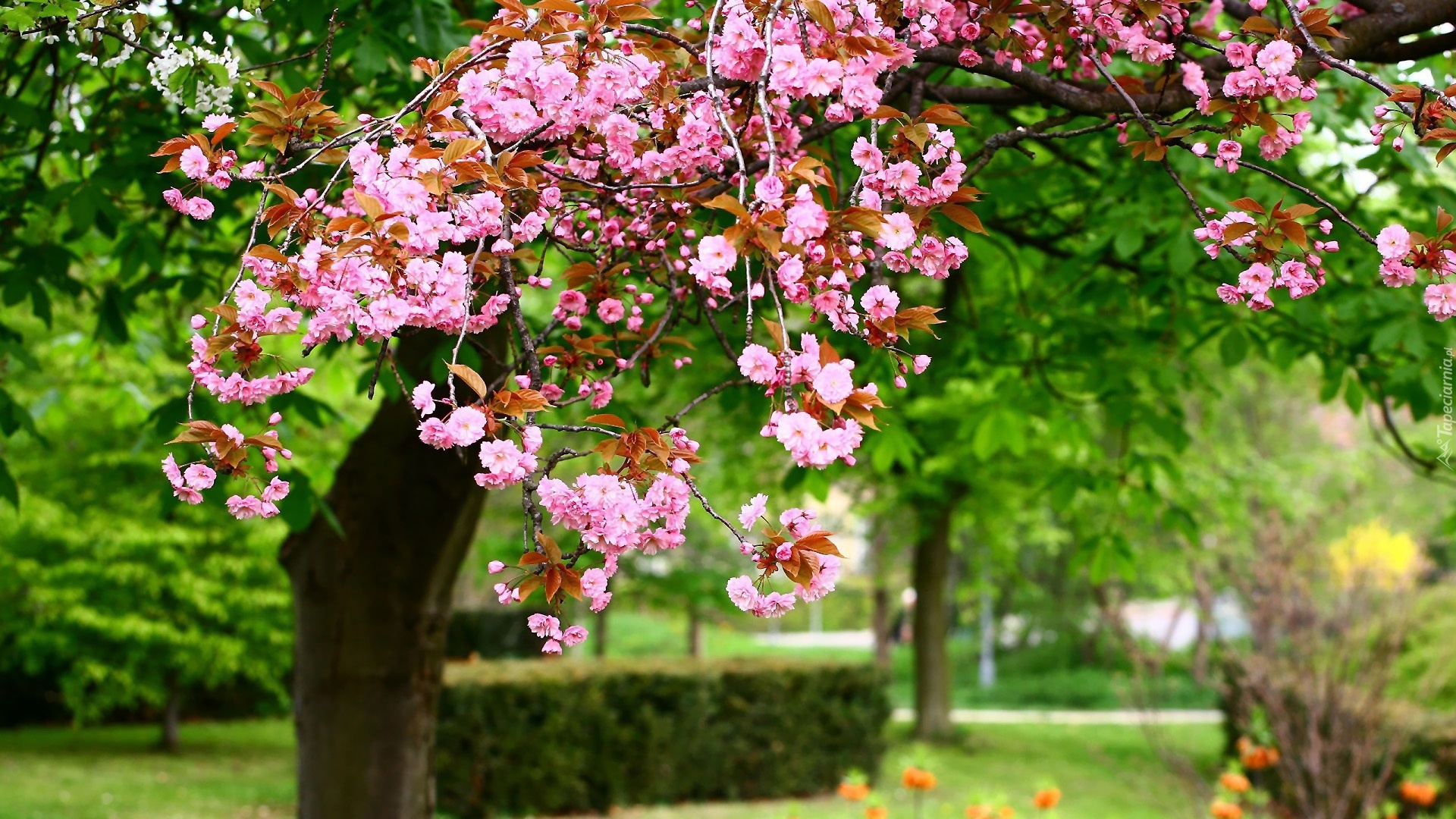 Park, Drzewo, Migdałowiec