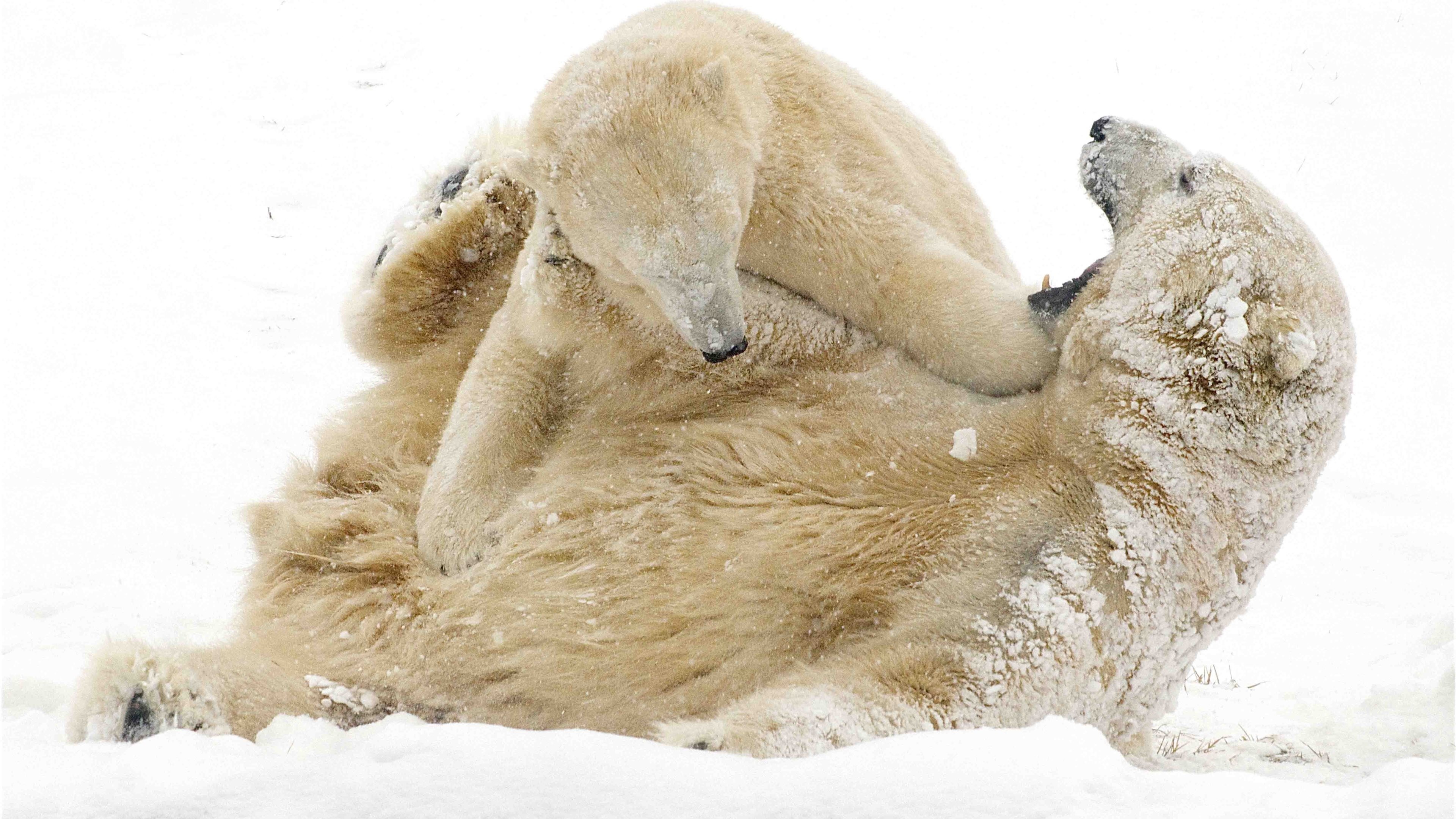 Dwa, Niedźwiedzie, Polarne, Śnieg